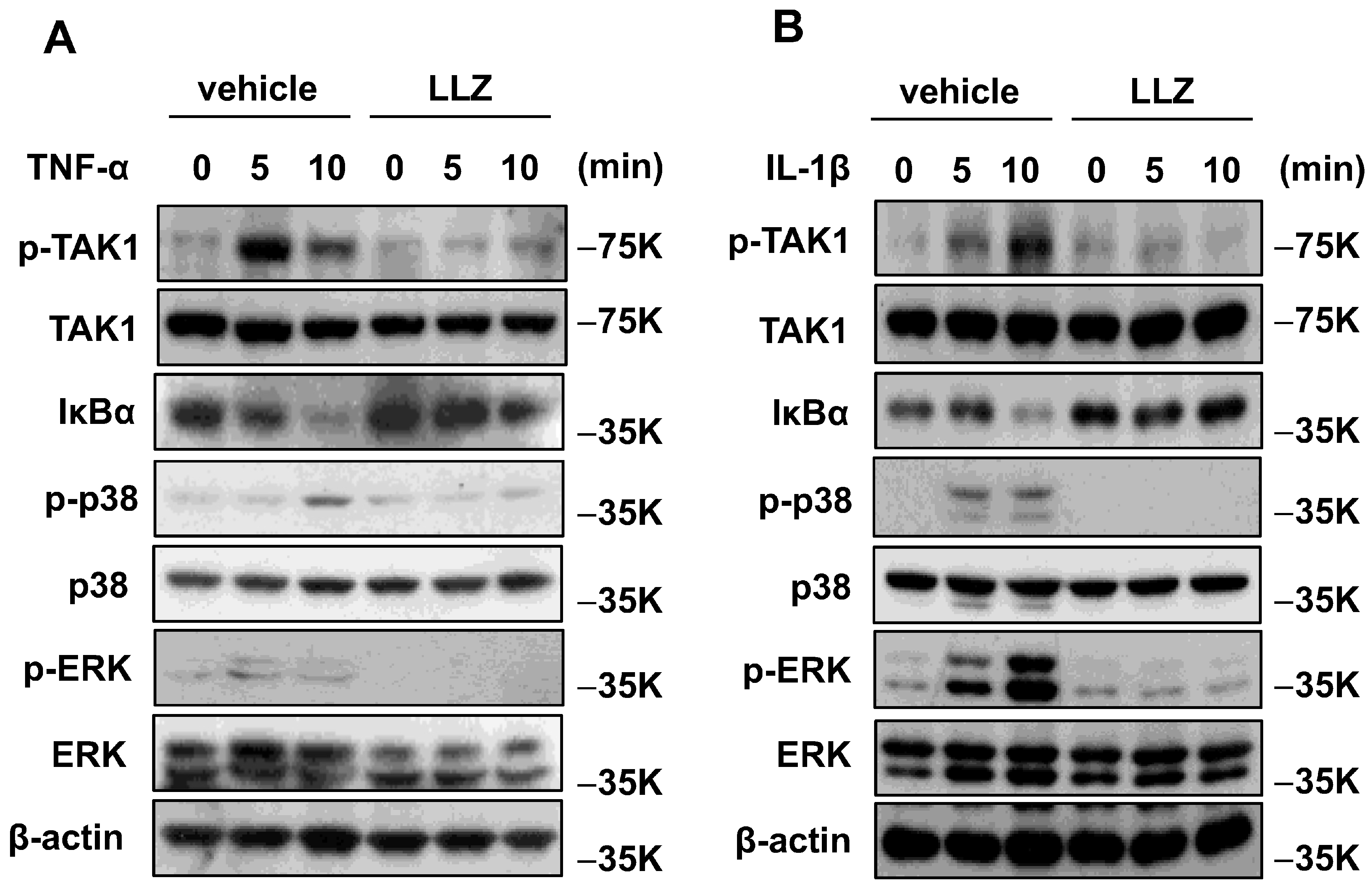 Ijms 25 05715 g009 Ijms 25 05715 g009