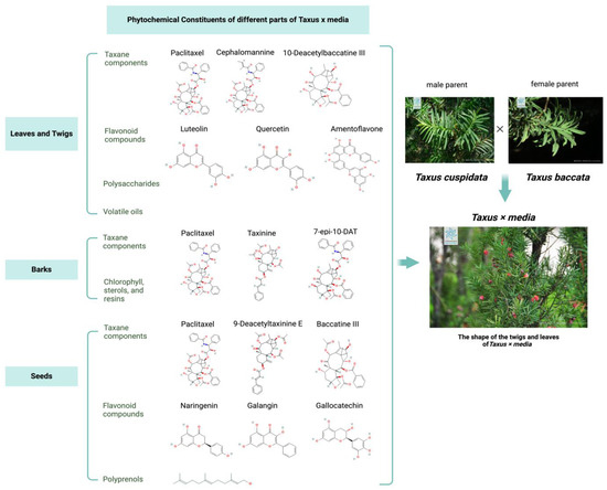 Research on the Medicinal Chemistry and Pharmacology of Taxus × media