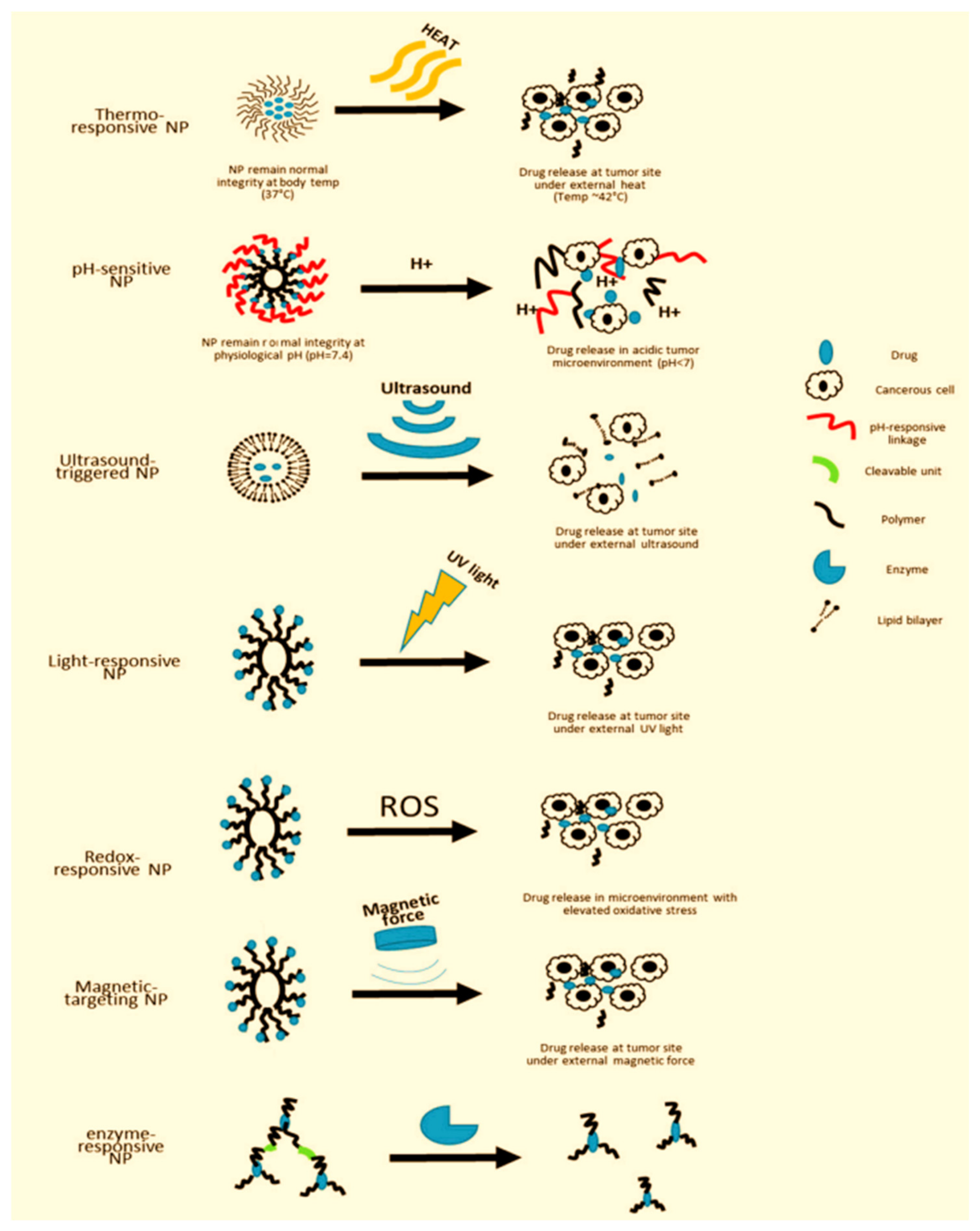 Ijms 25 05842 g012 Ijms 25 05842 g012