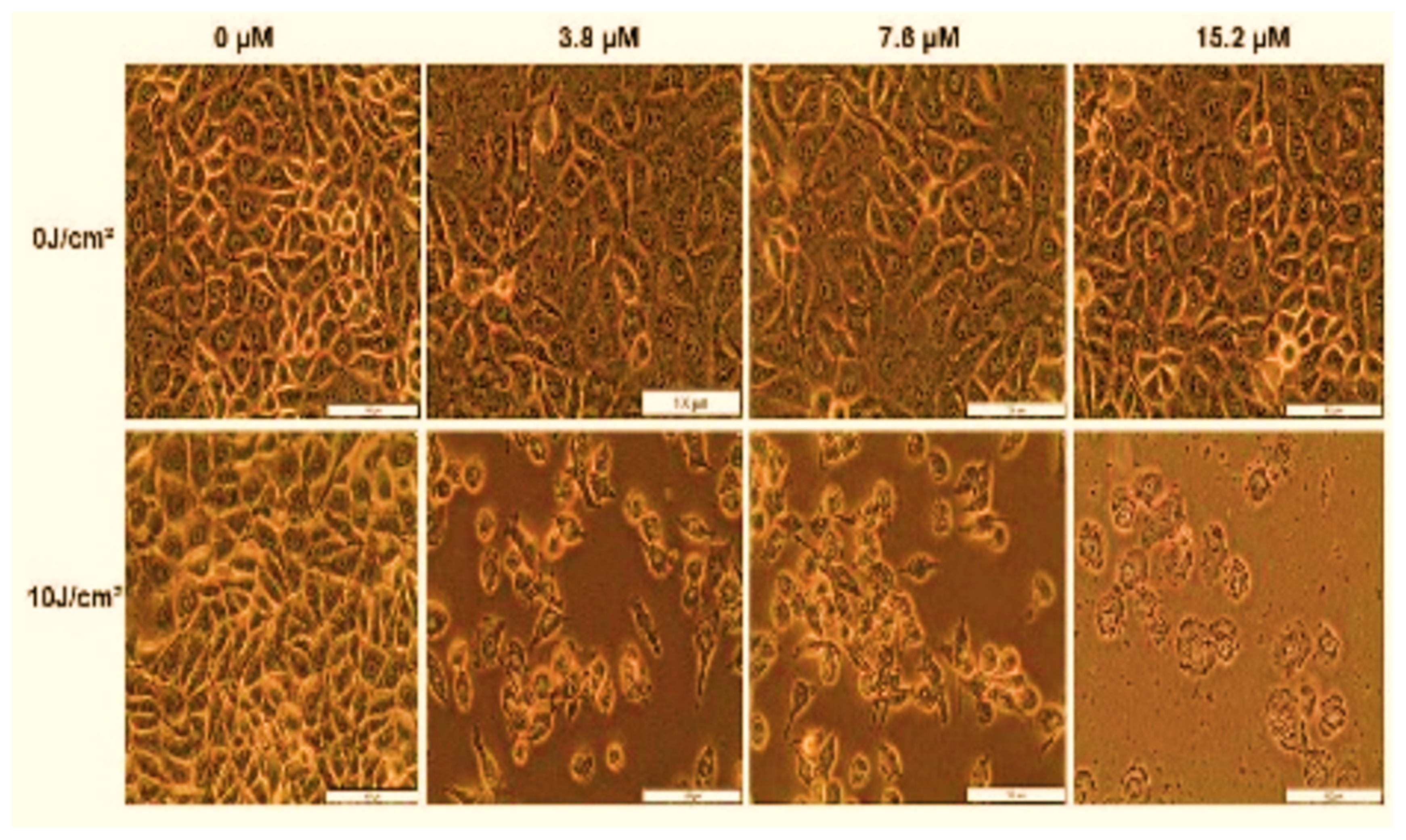 Ijms 25 05842 g014 Ijms 25 05842 g014