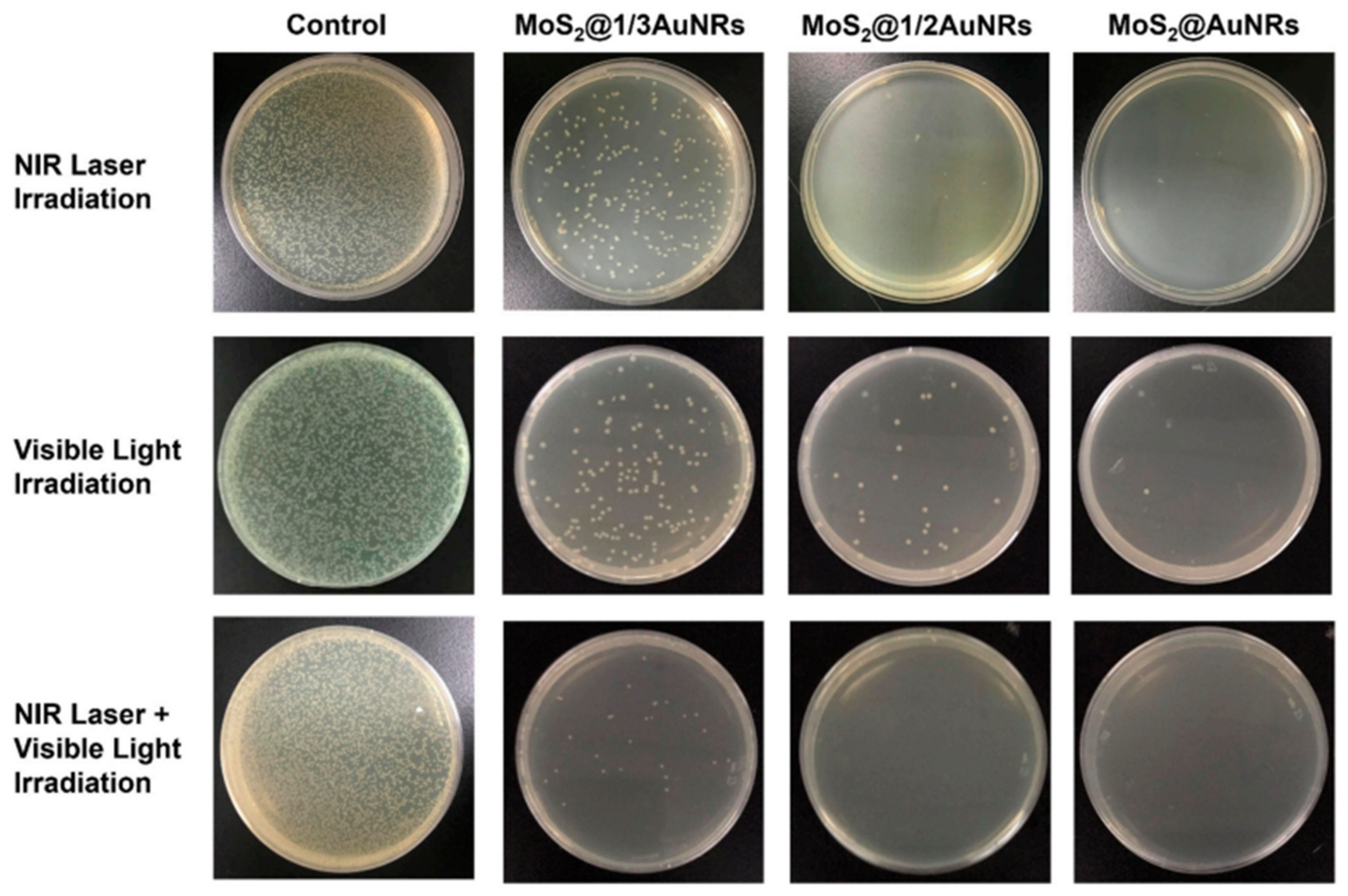 Ijms 25 05842 g015 Ijms 25 05842 g015