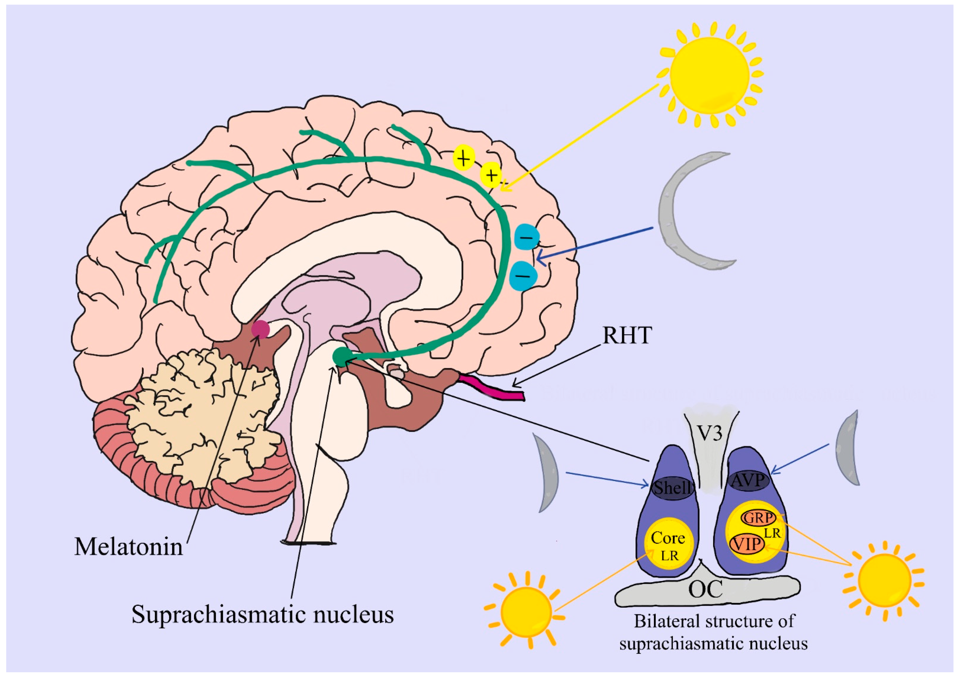 The Relationship between Circadian Rhythm and Cancer Disease