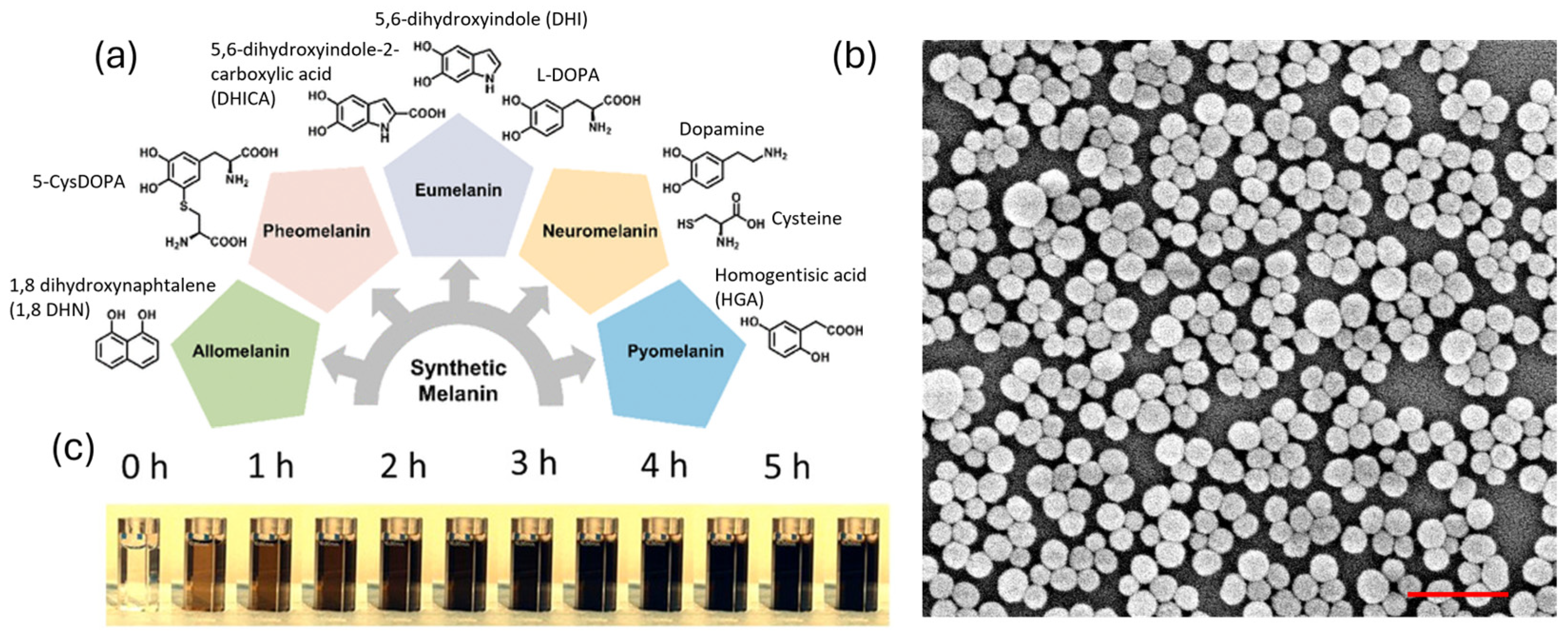 Melanin for Photoprotection and Hair Coloration in the