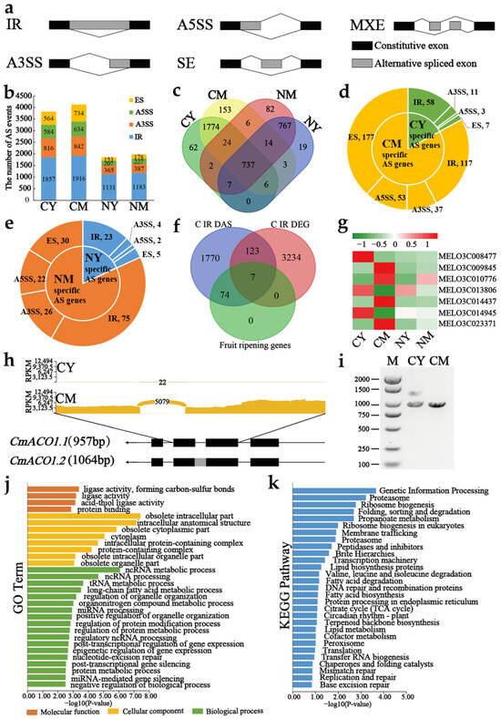 【young】 Fusobacterium nucleatum: An Overview of Evidence, Demi