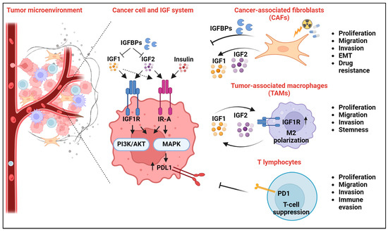 Extracellular Interactors of the IGF System: Impact on