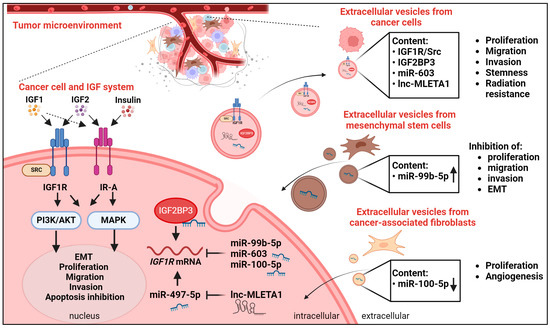 Extracellular Interactors of the IGF System: Impact on