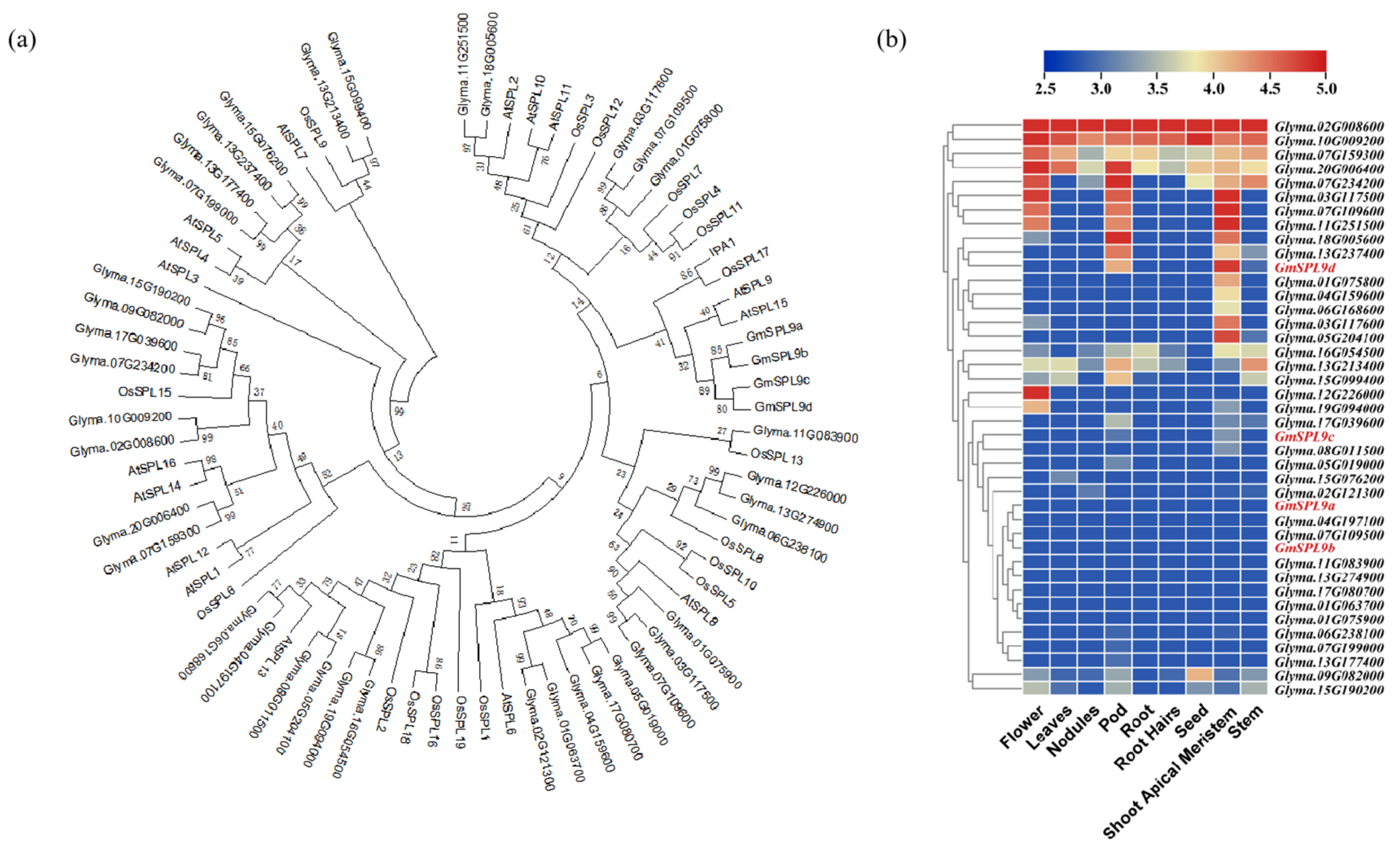 Natural Variation in the Promoter of GmSPL9d Affects Branch