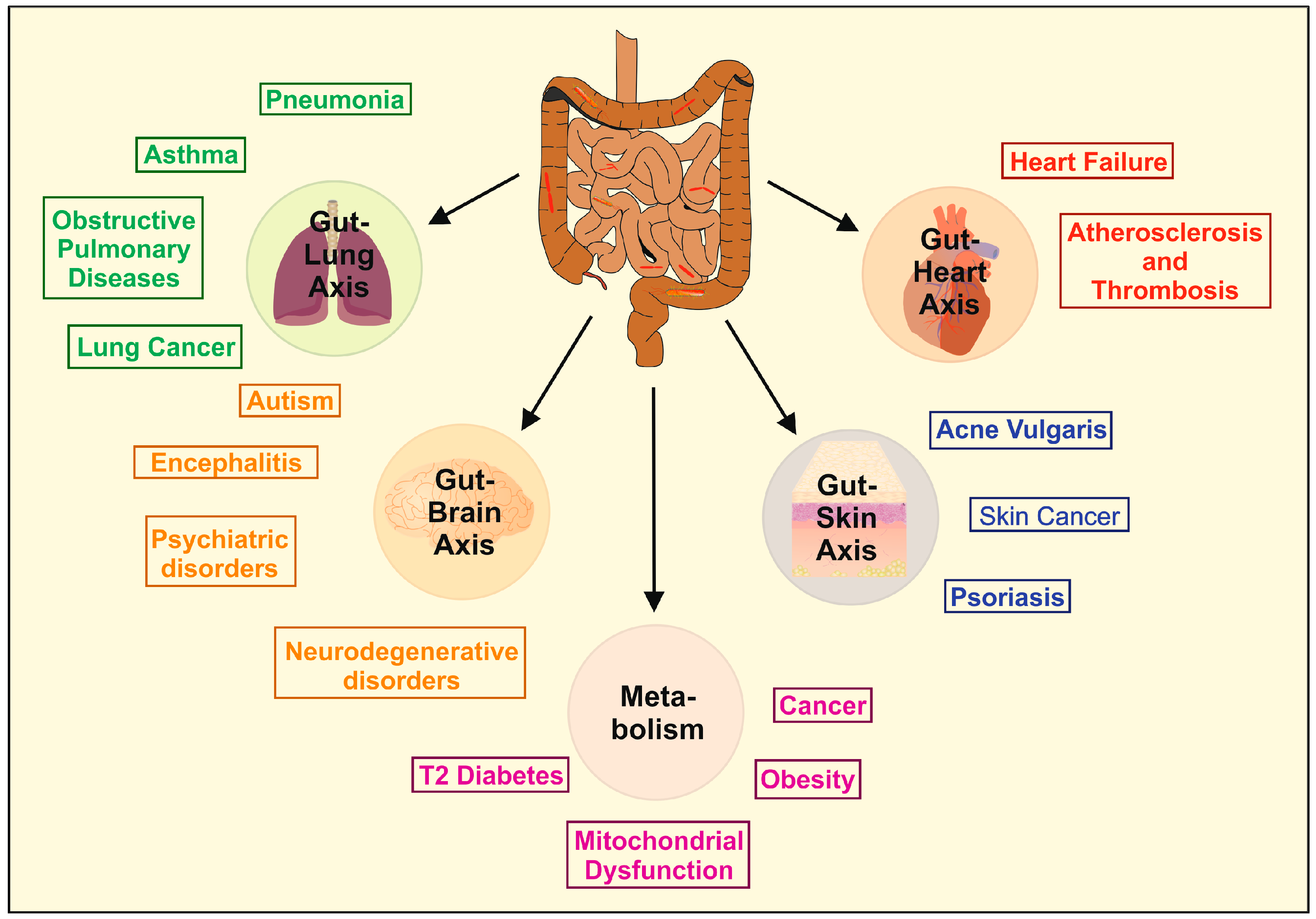 How Probiotics Work