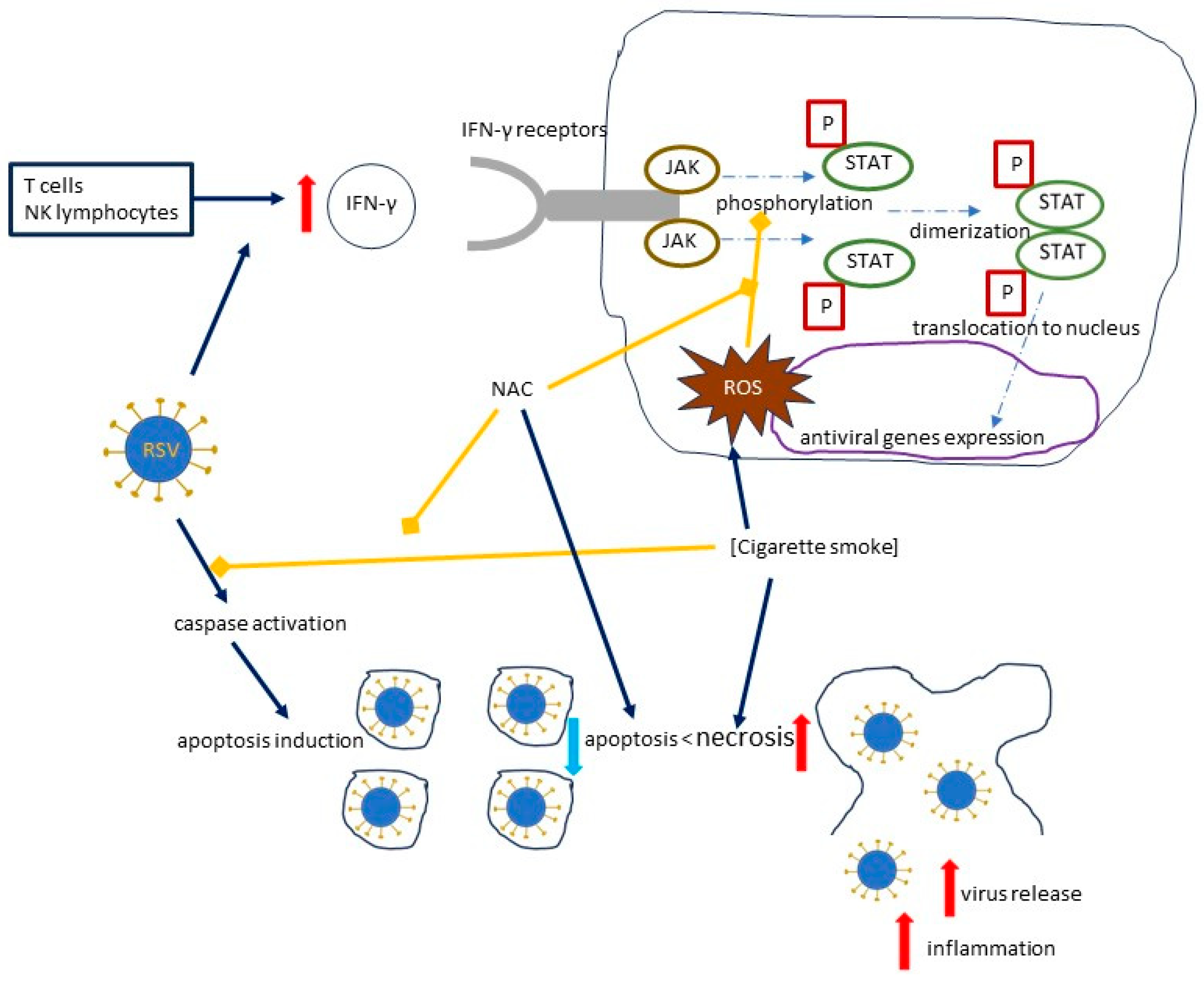 Molecular Mechanisms of N-Acetylcysteine in RSV Infections Molecular Mechanisms of N-Acetylcysteine in RSV Infections