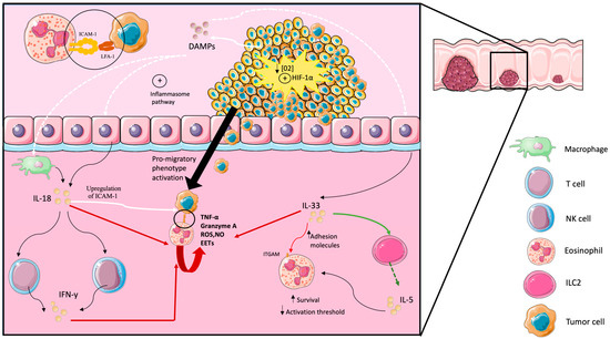 Eosinophils in Colorectal Cancer: Emerging Insights into Anti-Tumoral ...
