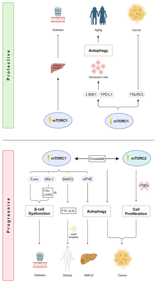 IJMS | Free Full-Text | mTOR: Its Critical Role in Metabolic Diseases ...