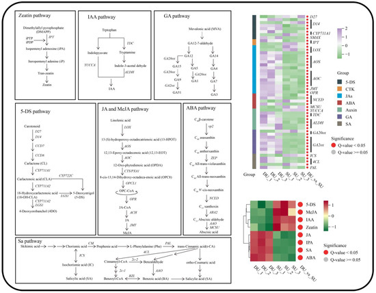 Endogenous Hormone Levels and Transcriptomic Analysis Reveal
