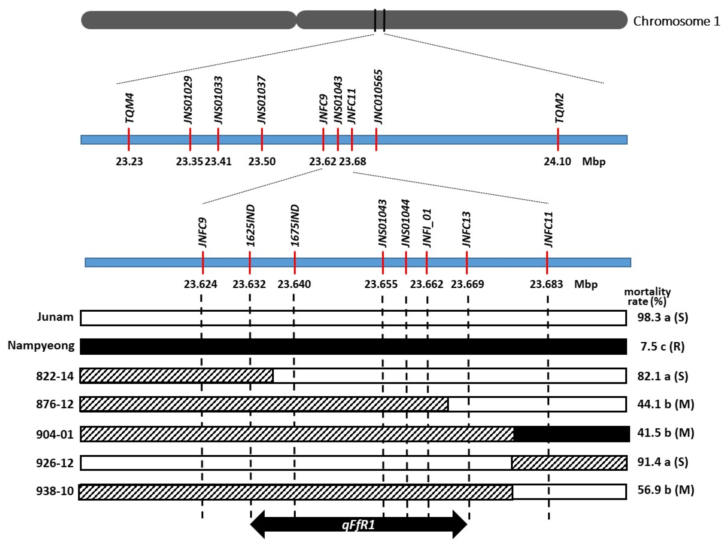 Map-Based Cloning and Characterization of a Major QTL Gene, FfR1, Which ...