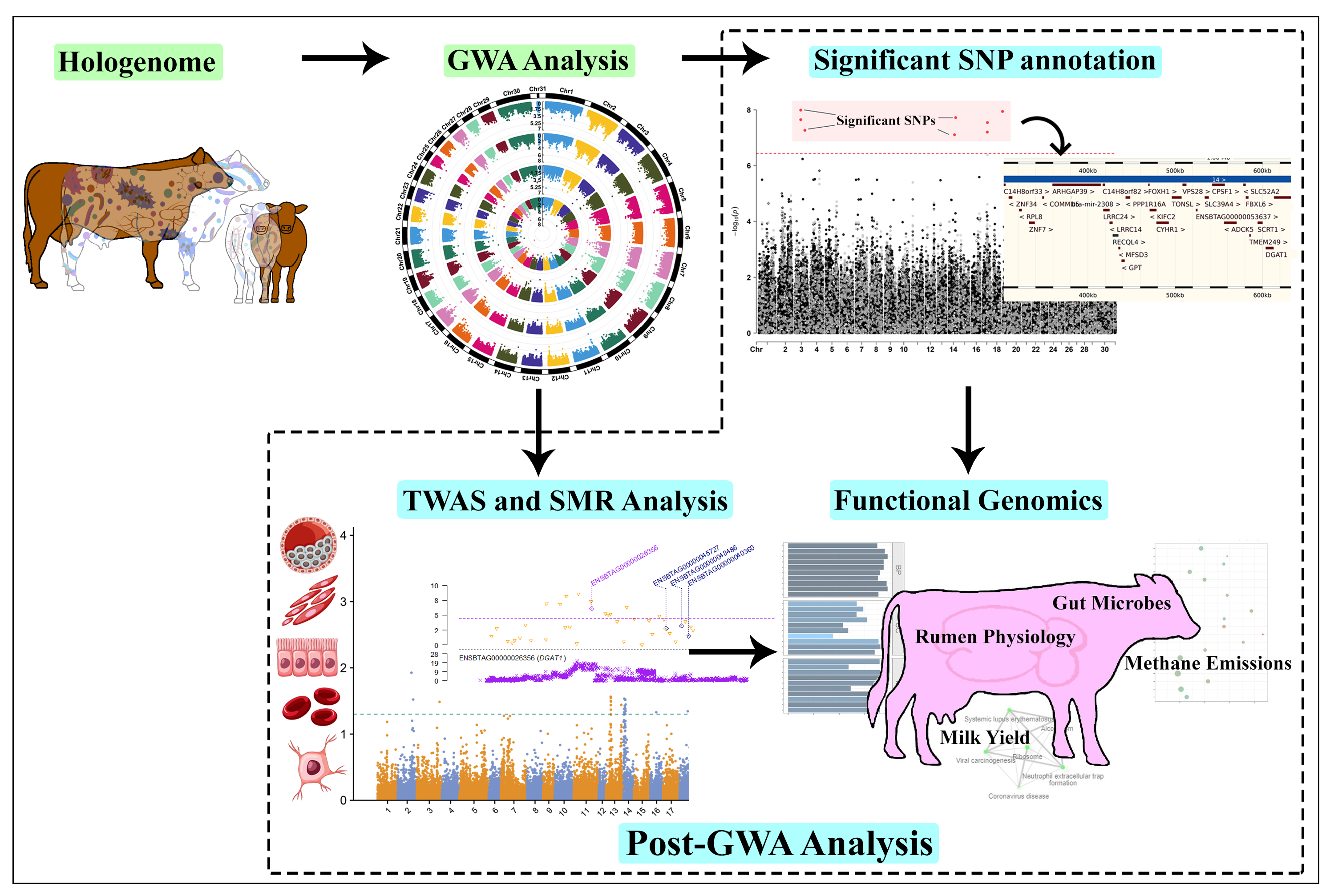 Exploring the Interplay between the Hologenome and Complex
