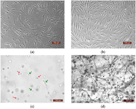 Specific Features of the Functional Activity of Human Adipose
