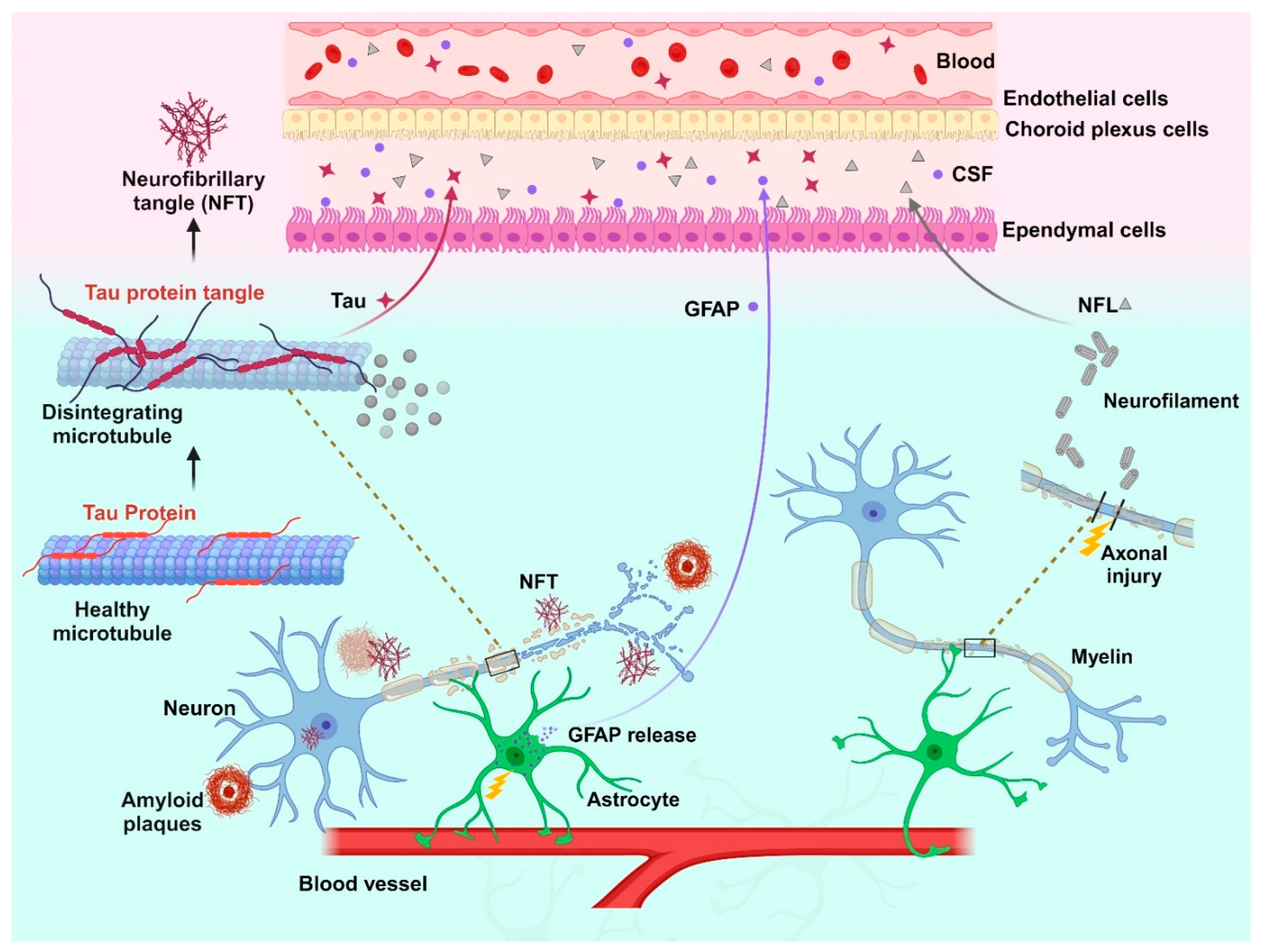 Ijms 25 06295 g001 Ijms 25 06295 g001