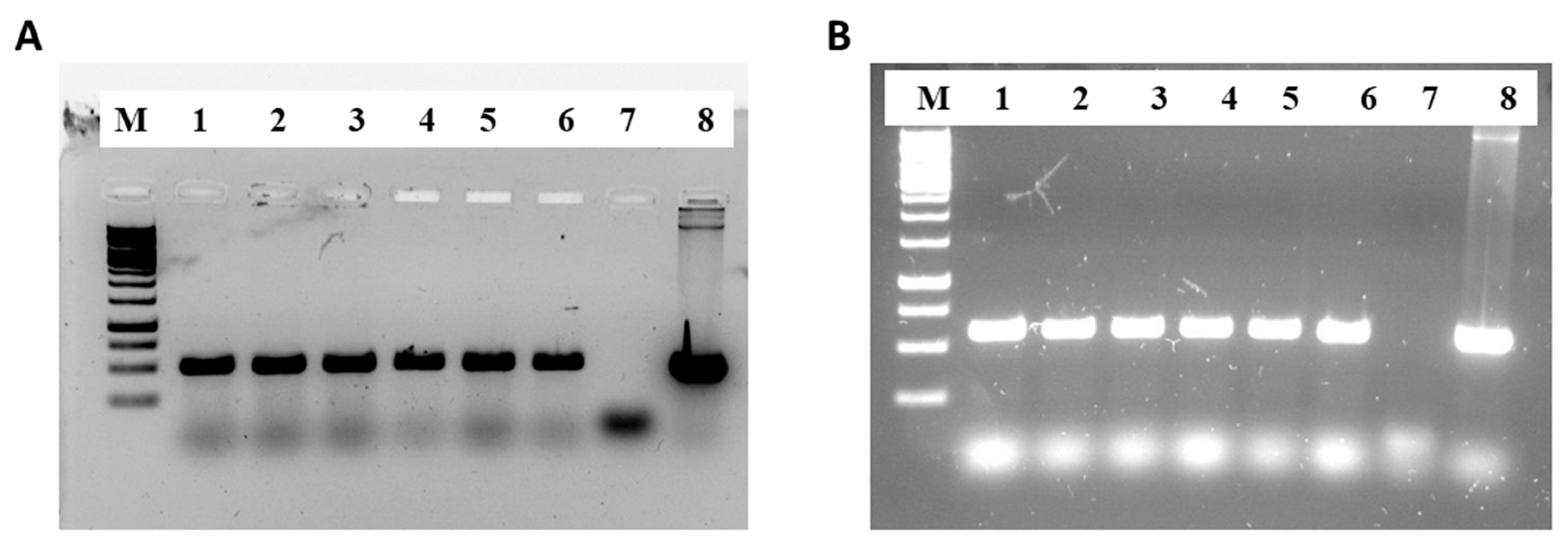 Ijms 25 06322 g001 Ijms 25 06322 g001