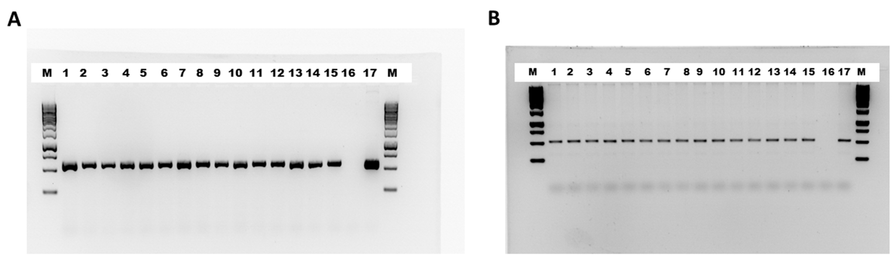 Ijms 25 06322 g002 Ijms 25 06322 g002