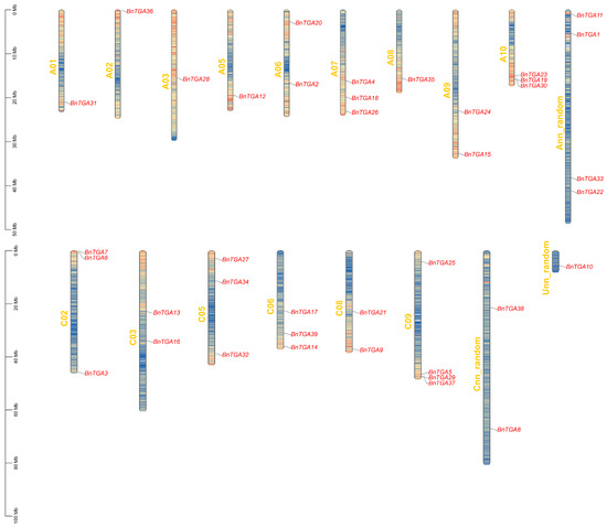 Genome-Wide Identification of the TGA Gene Family and