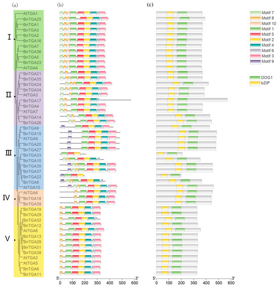 Genome-Wide Identification of the TGA Gene Family and Genome-Wide Identification of the TGA Gene Family and
