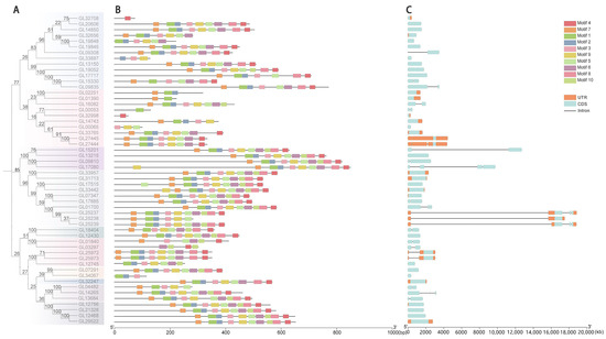 Genome-Wide Identification and Expression Analysis of the GRAS Gene ...