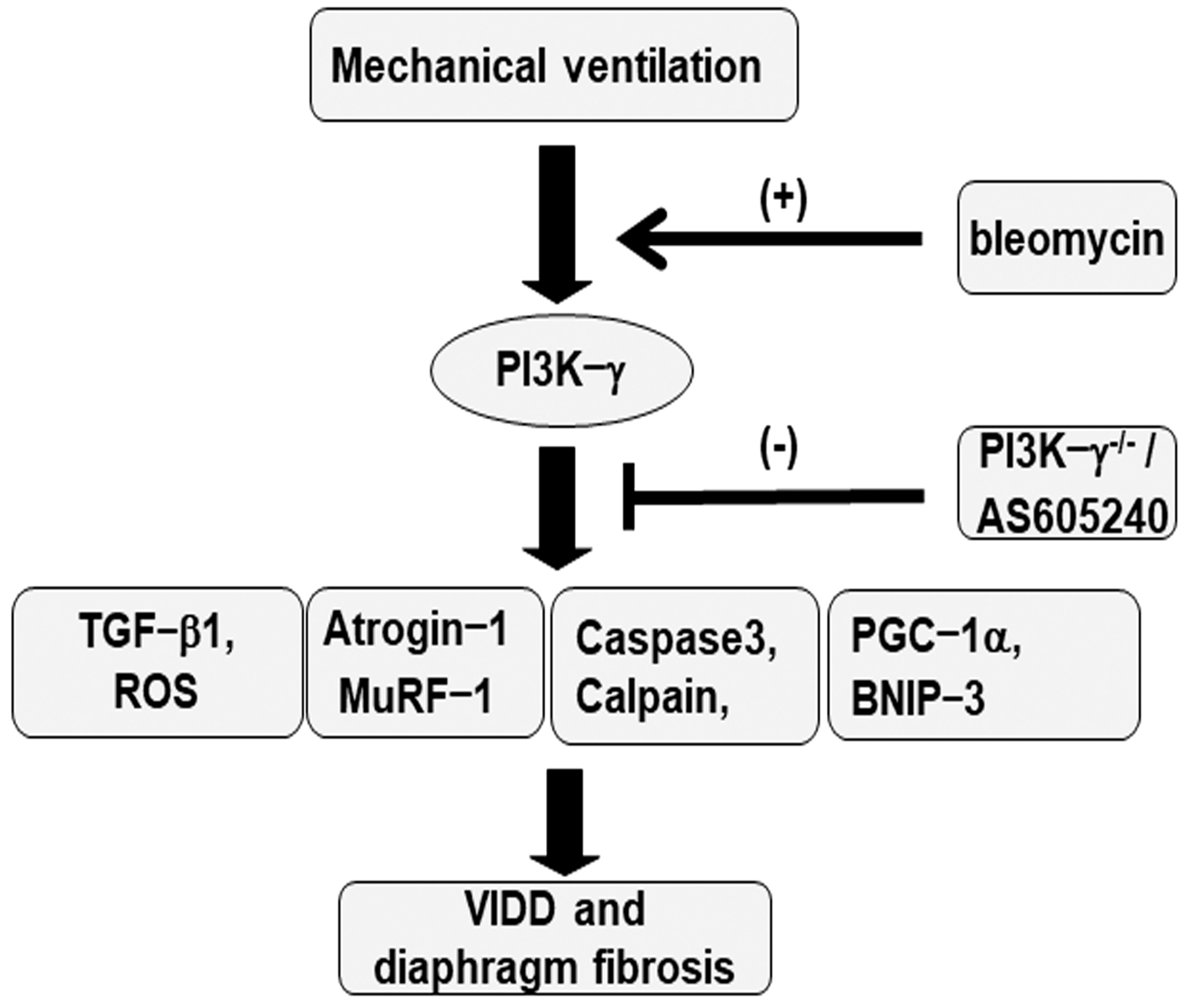 Ijms 25 06370 g008 Ijms 25 06370 g008