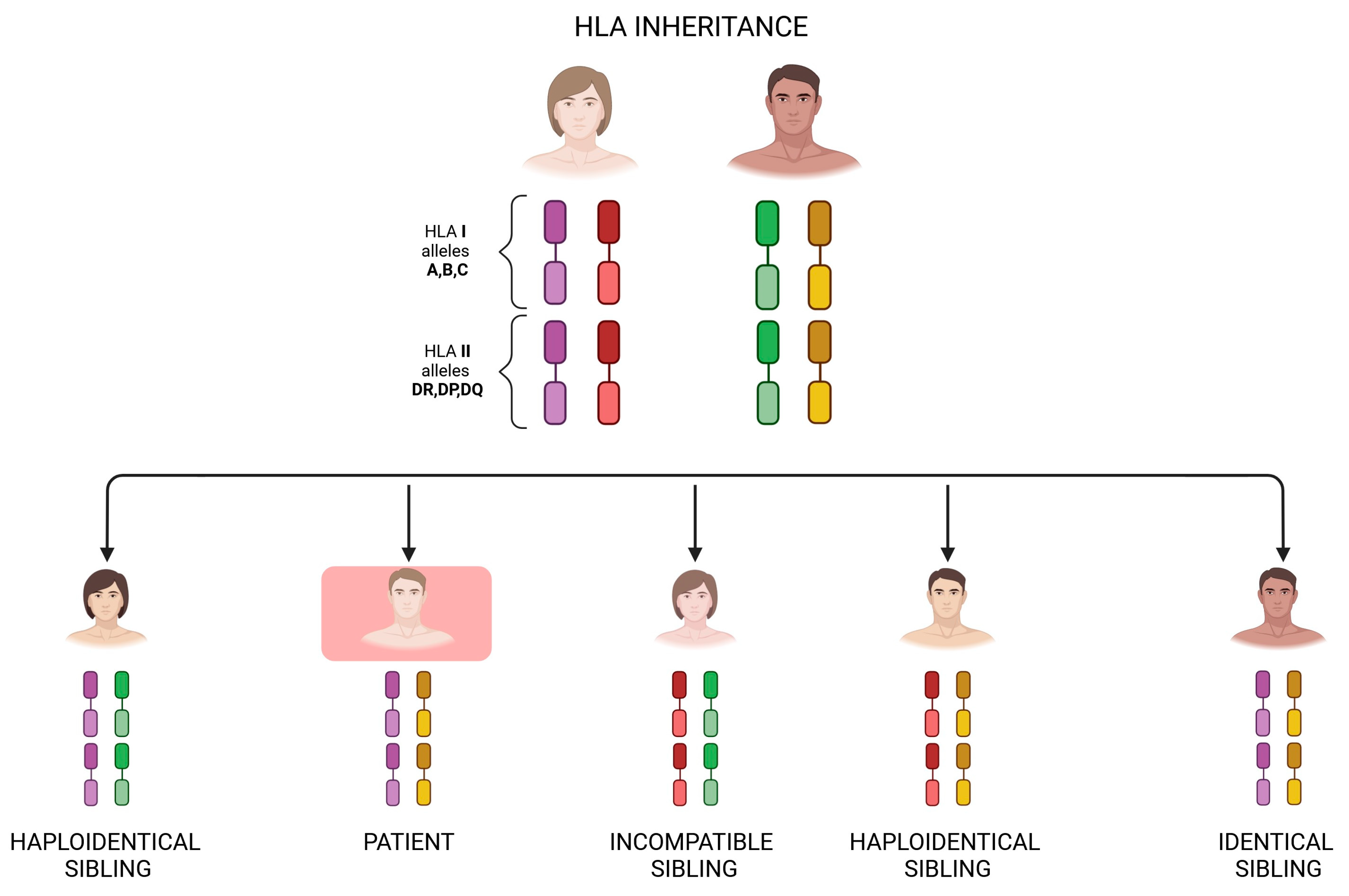 Ijms 25 06380 g001 Ijms 25 06380 g001