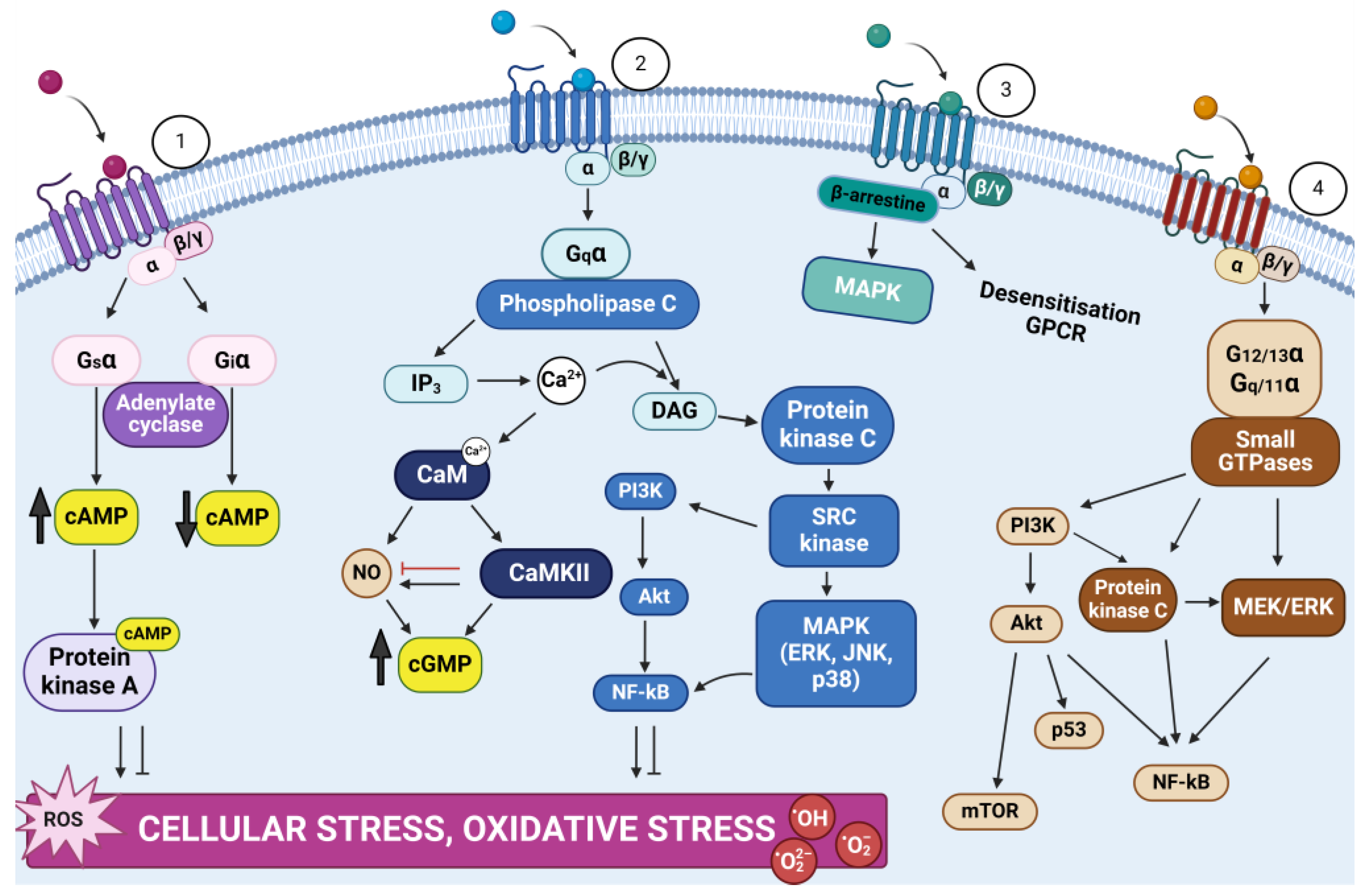 Ijms 25 06389 g002 Ijms 25 06389 g002
