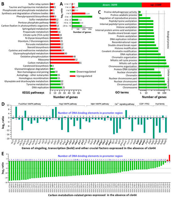 Cla4A, a Novel Regulator of Gene Expression Networks