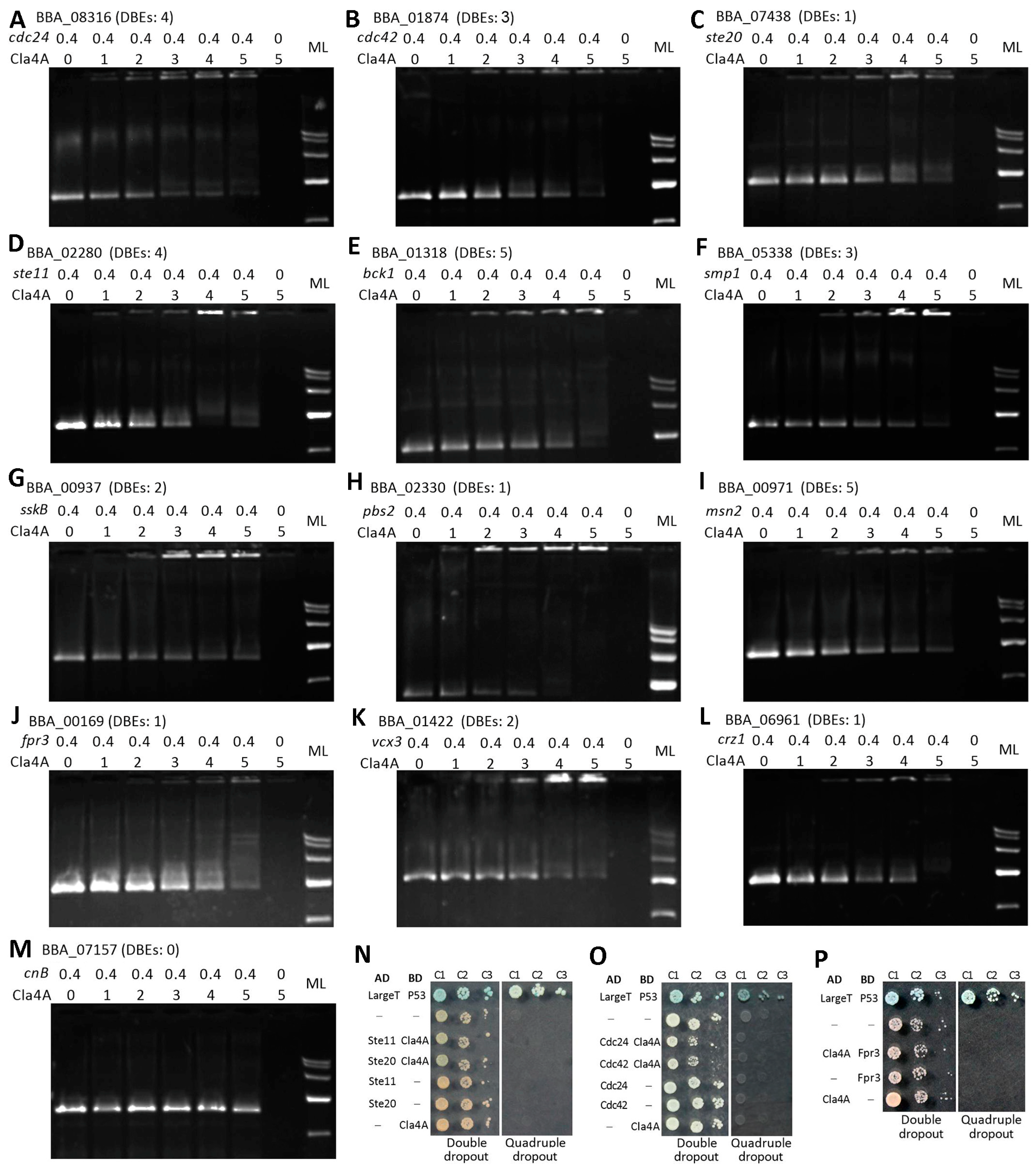 ララビギン　13冊　2020.10〜2022.10 Cla4A, a Novel Regulator of Gene Expression Networks
