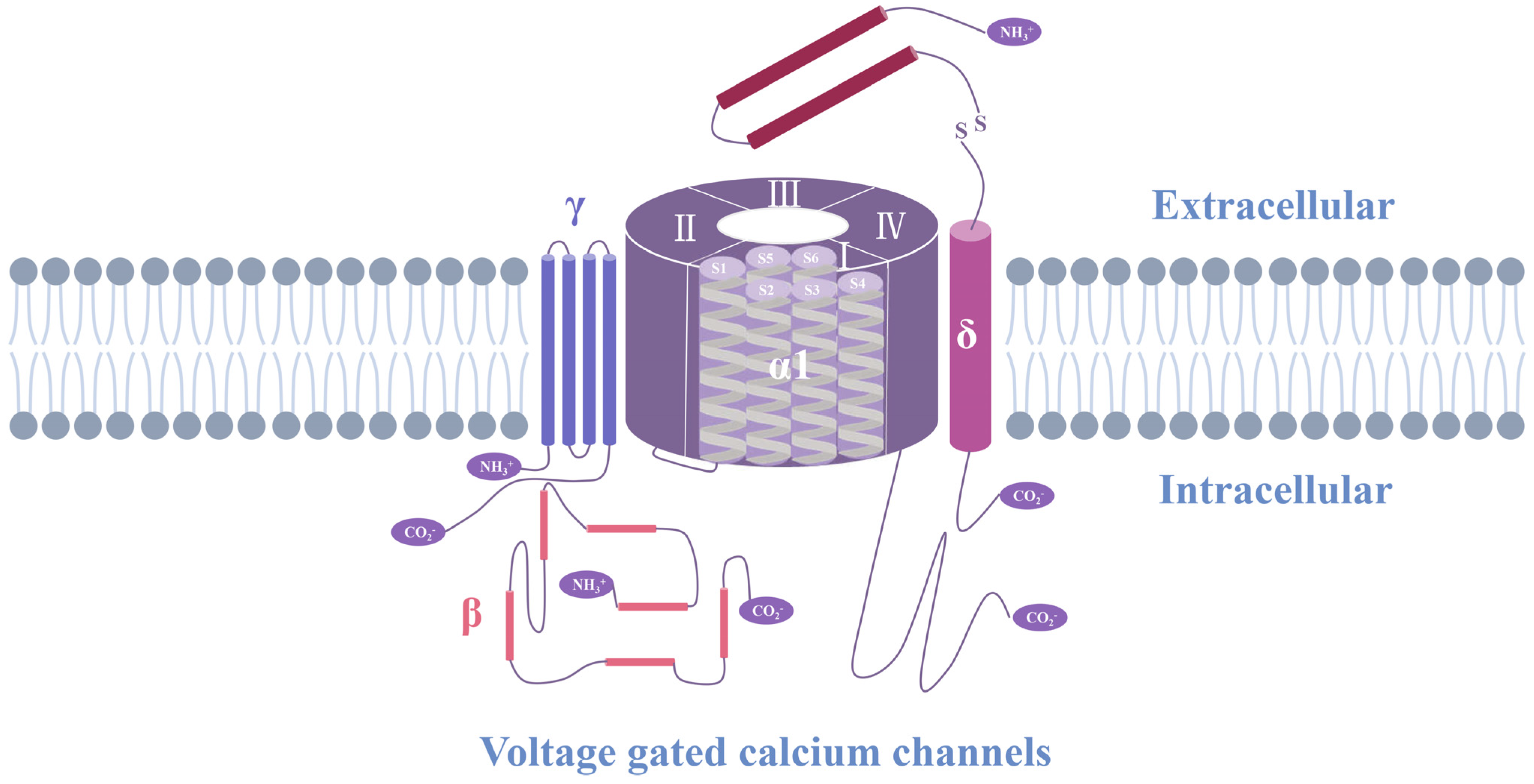 HA Dynamic Changes in Ion Channels during Myocardial Infarction
