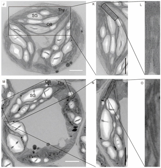 A Novel 10-Base Pair Deletion in the First Exon of GmHY2a Promotes  Hypocotyl Elongation, Induces Early Maturation, and Impairs Photosynthetic  Performance in Soybean