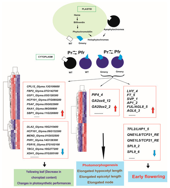 A Novel 10-Base Pair Deletion in the First Exon of GmHY2a