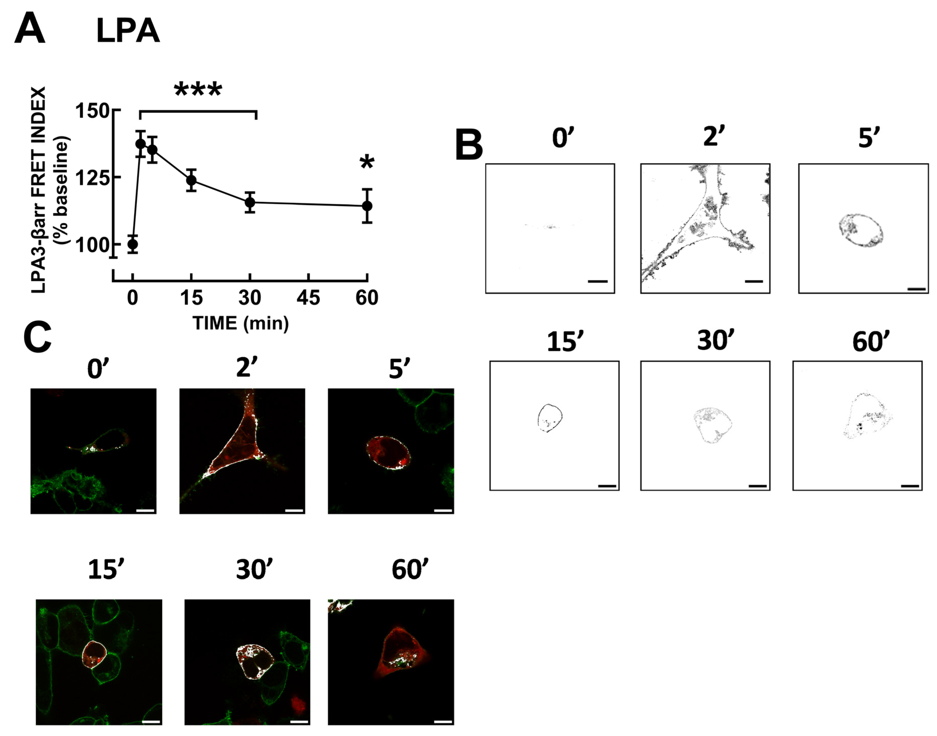 IJMS | Free Full-Text | Lysophosphatidic Acid Receptor 3 (LPA3 ...