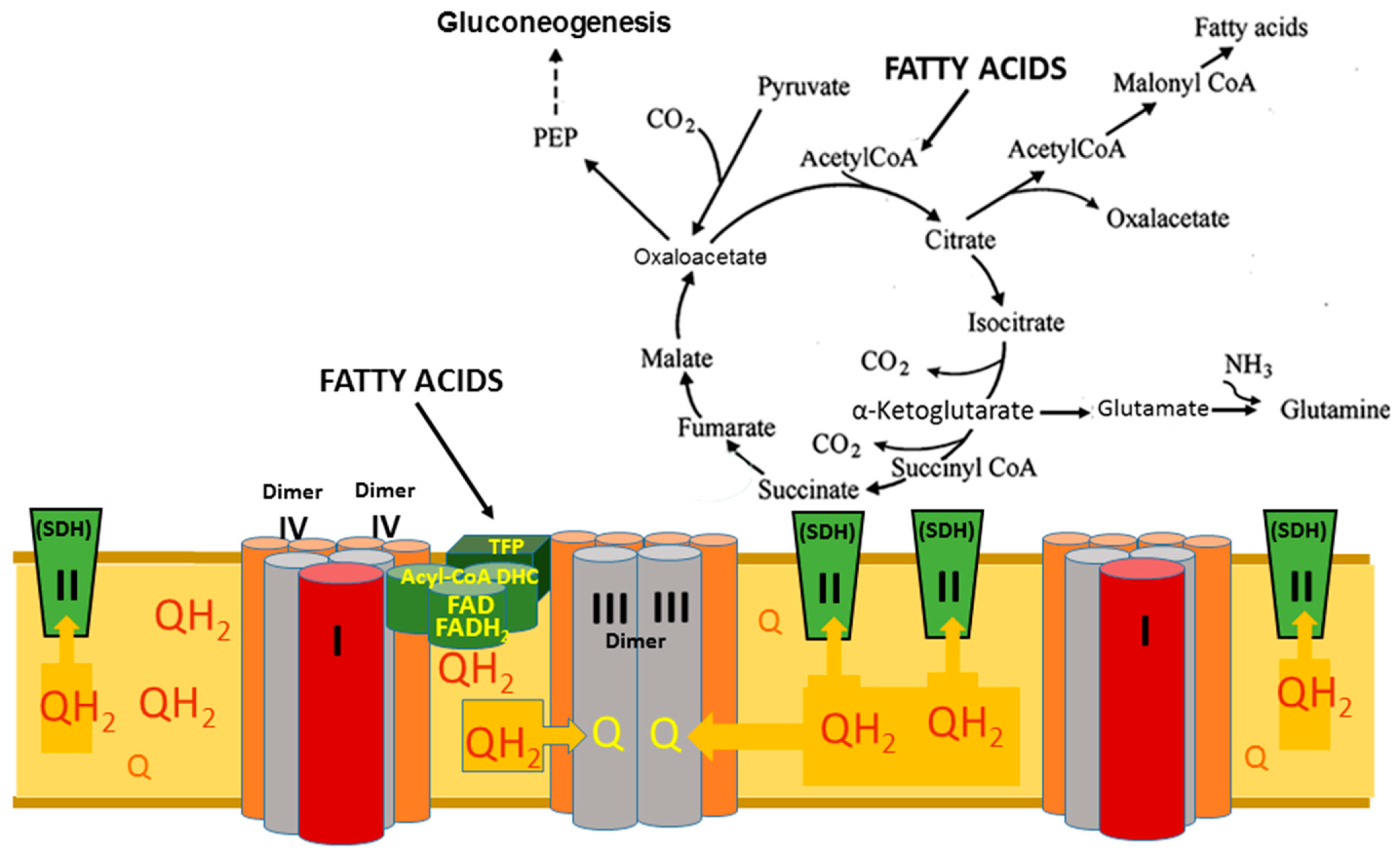 ｍｉｃｏ Critical Role of Mitochondrial Fatty Acid Metabolism in