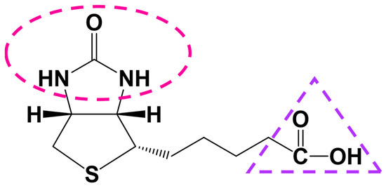 Biotin Homeostasis and Human Disorders: Recent Findings and