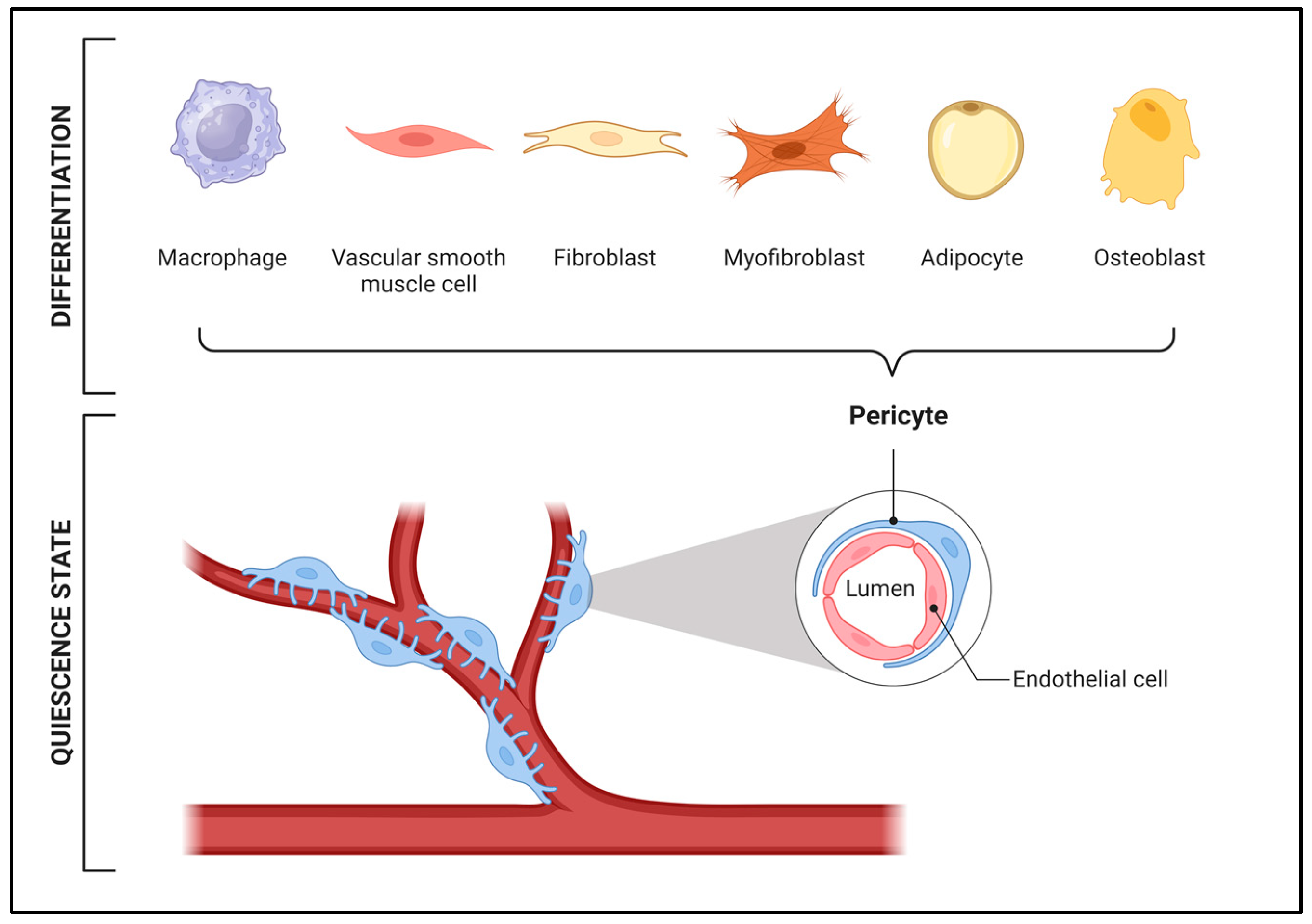 Ijms 25 06592 g001 Ijms 25 06592 g001