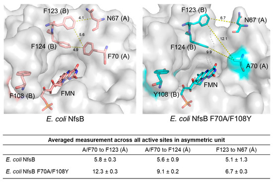 Structural Evaluation of a Nitroreductase Engineered for Improved