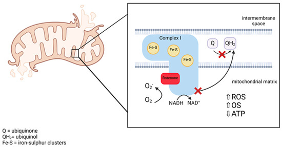 The Effect of Neuronal CoQ10 Deficiency and Mitochondrial