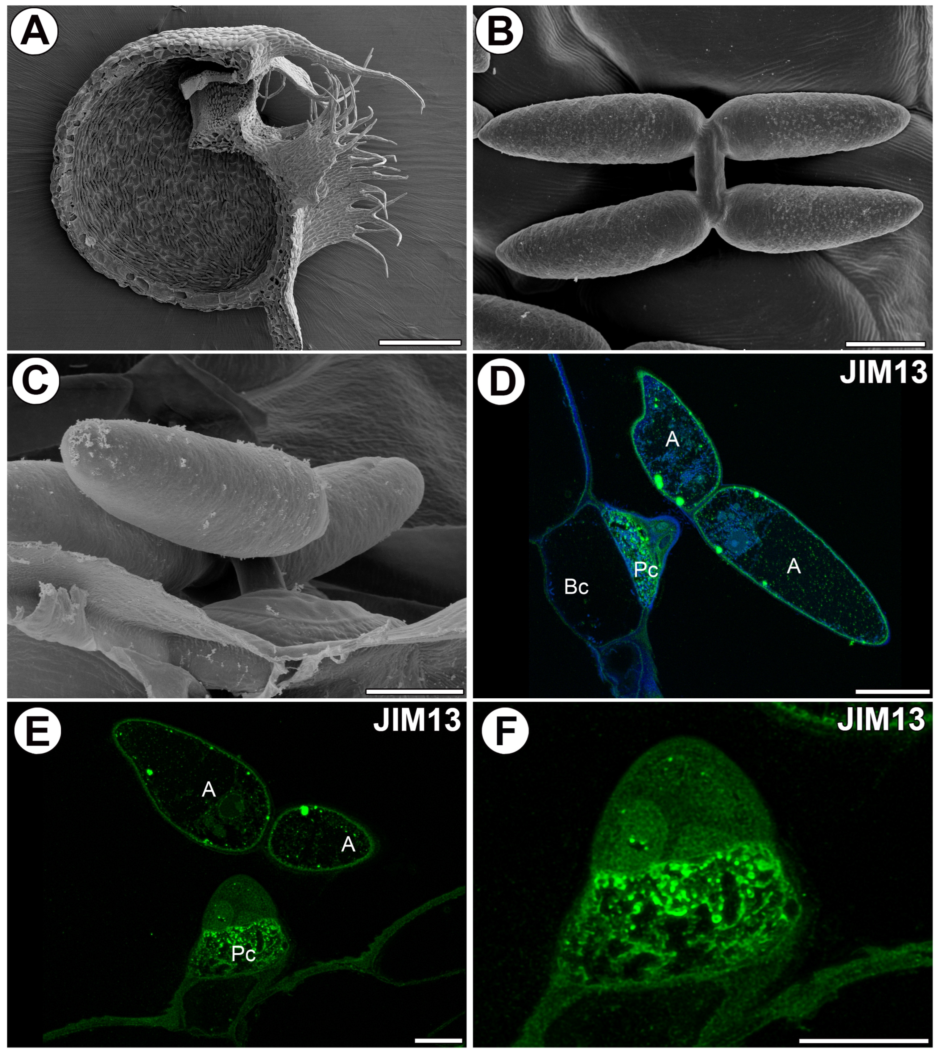 Ijms 25 06623 g001 Ijms 25 06623 g001