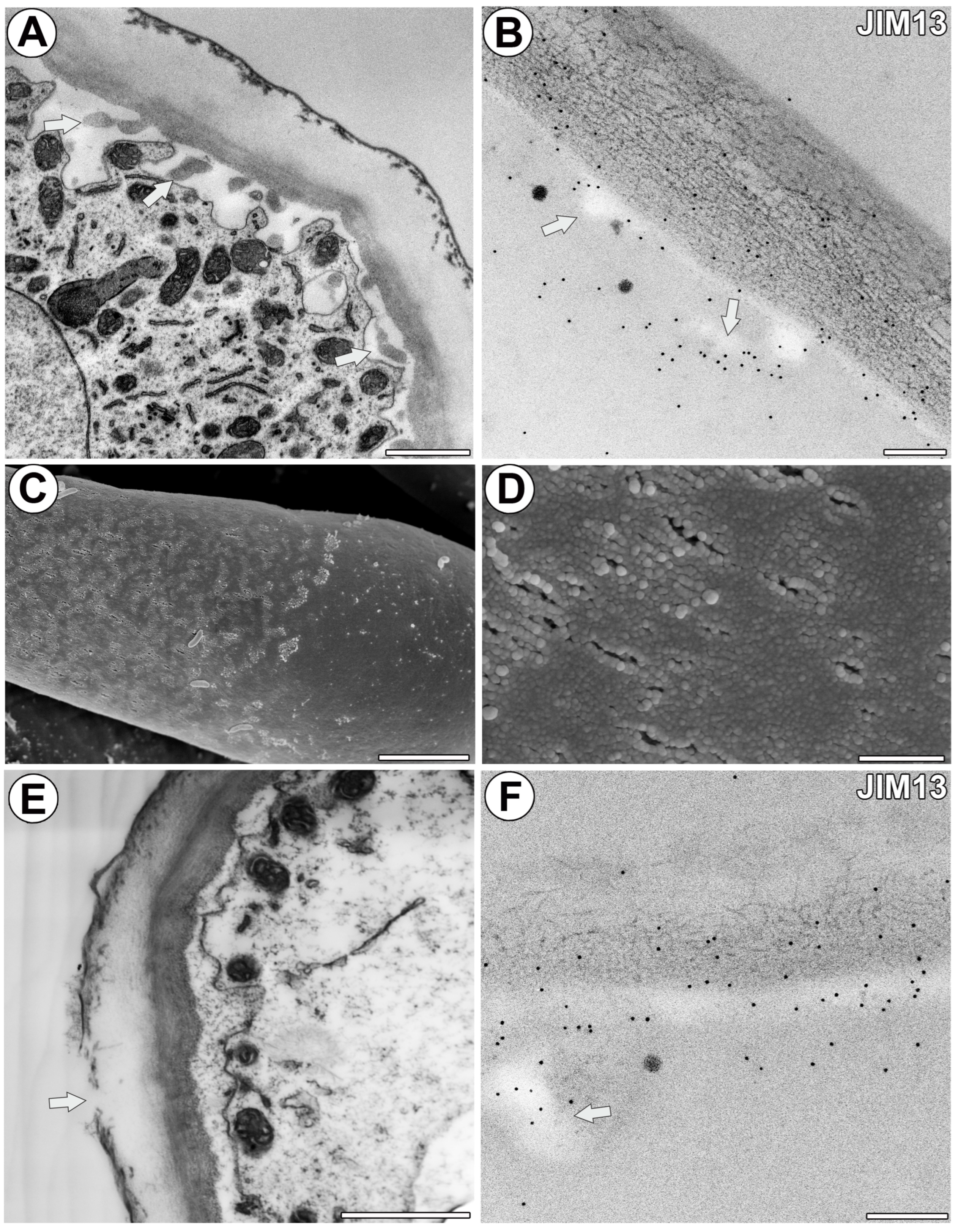 Ijms 25 06623 g002 Ijms 25 06623 g002