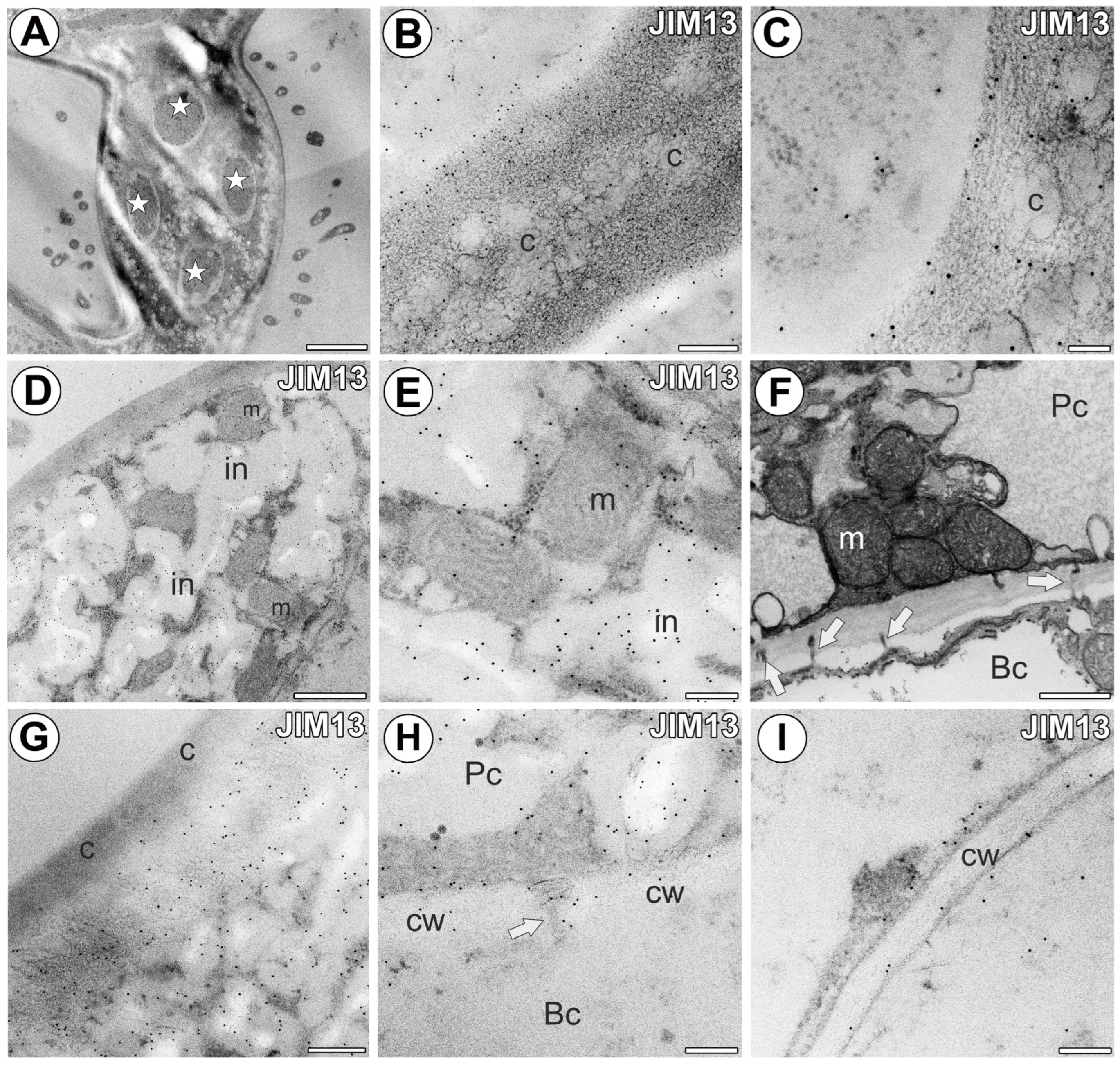 Ijms 25 06623 g003 Ijms 25 06623 g003