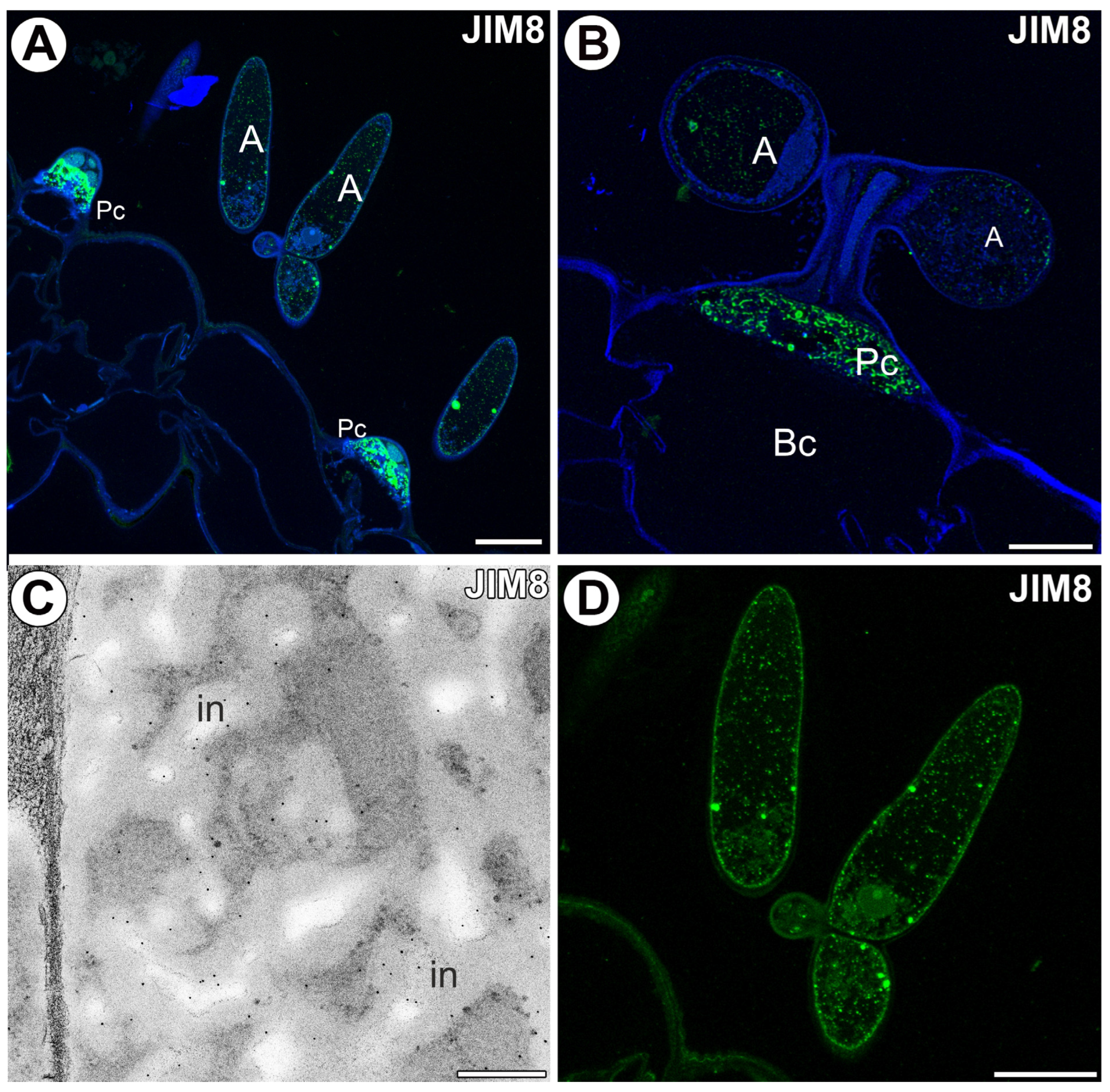 Ijms 25 06623 g004 Ijms 25 06623 g004