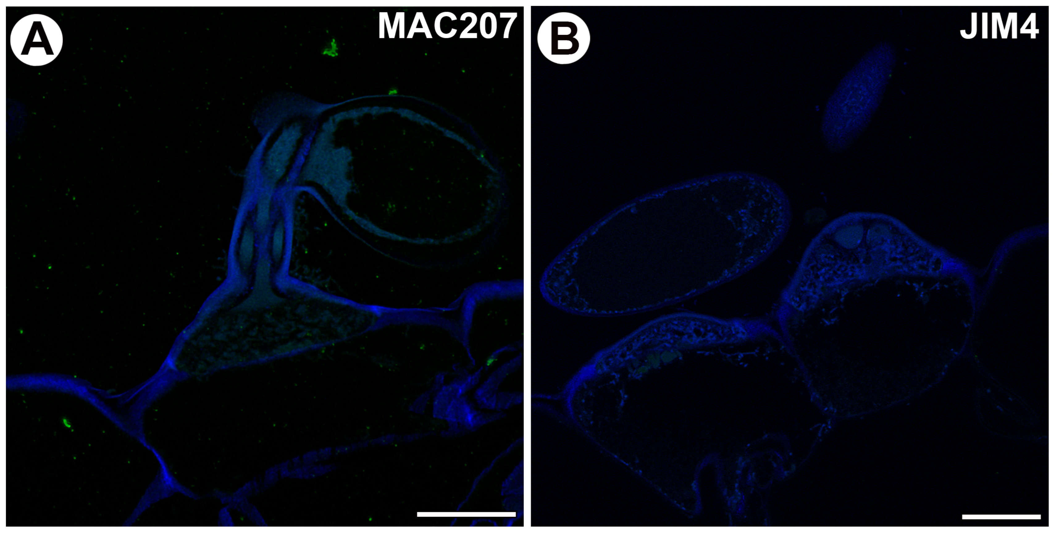 Ijms 25 06623 g006 Ijms 25 06623 g006