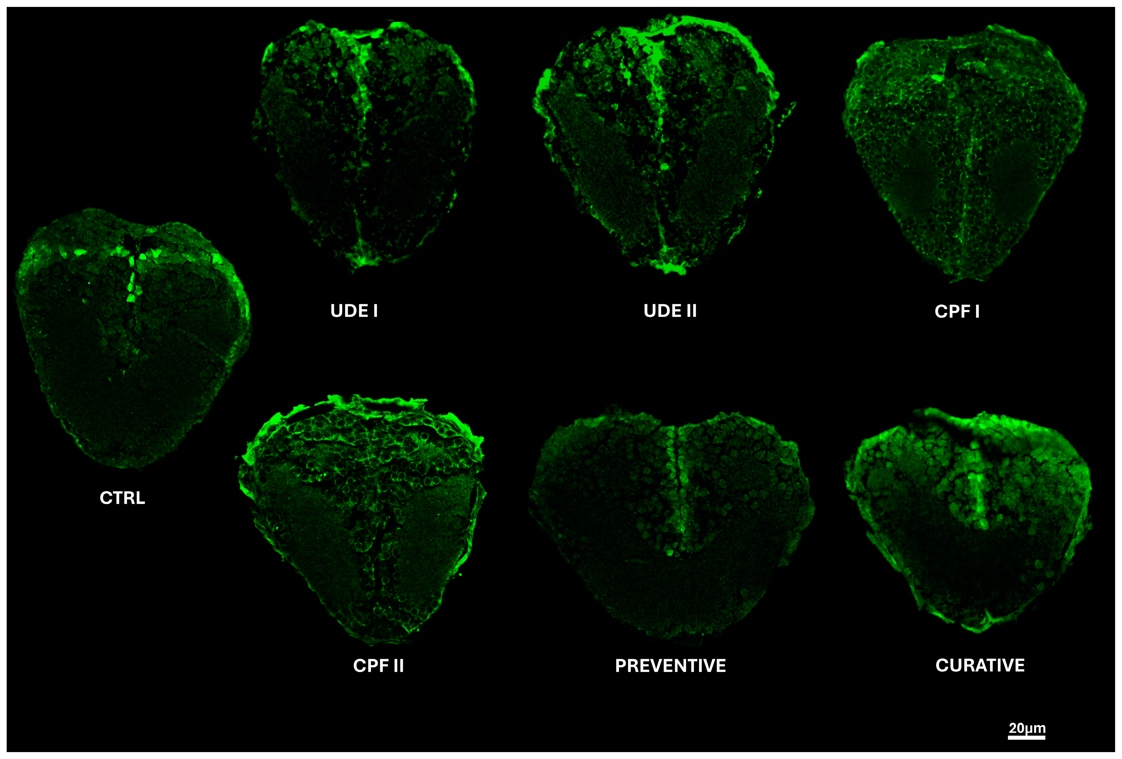 Ijms 25 06631 g005 Ijms 25 06631 g005