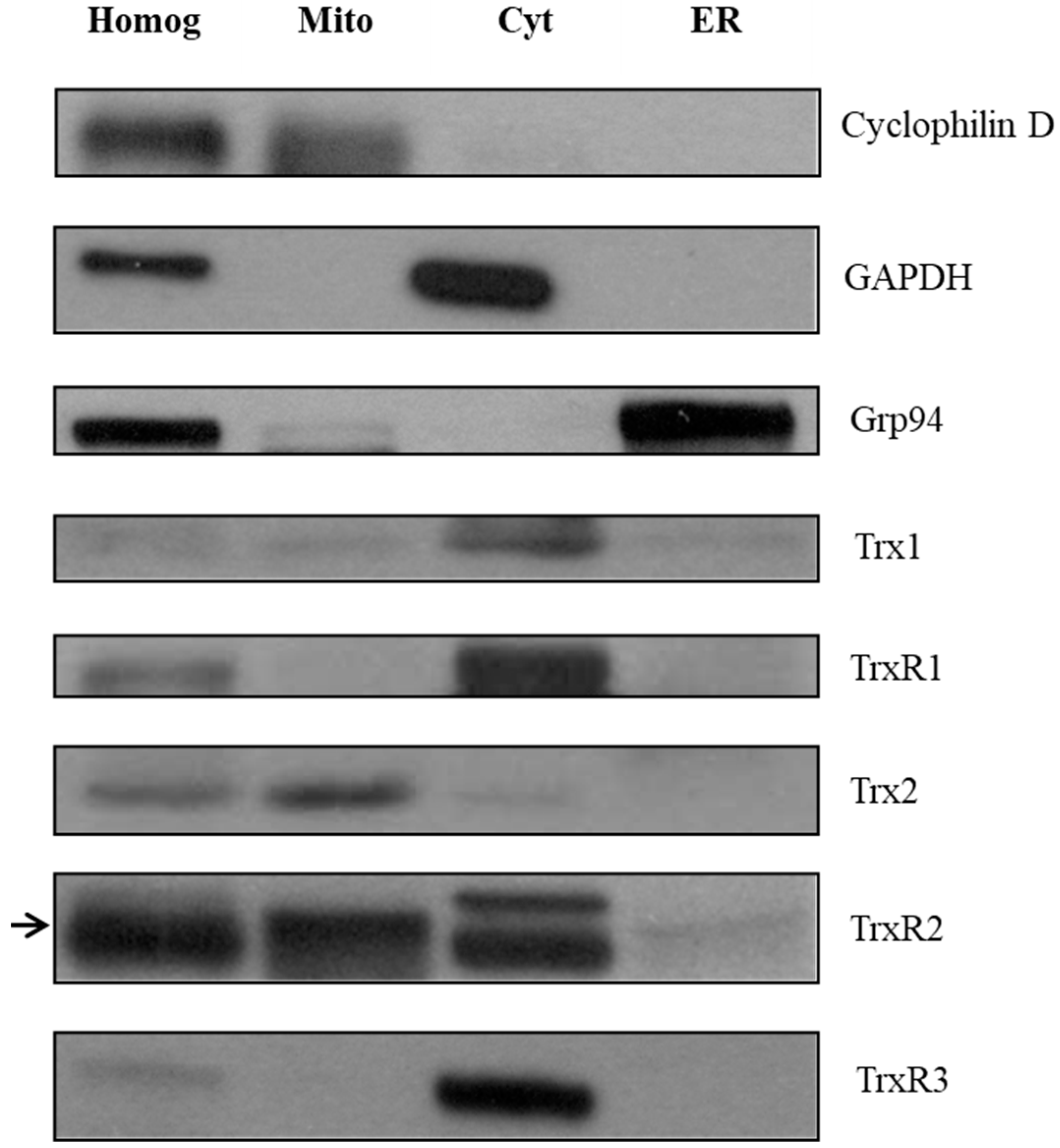 Ijms 25 06647 g002 Ijms 25 06647 g002