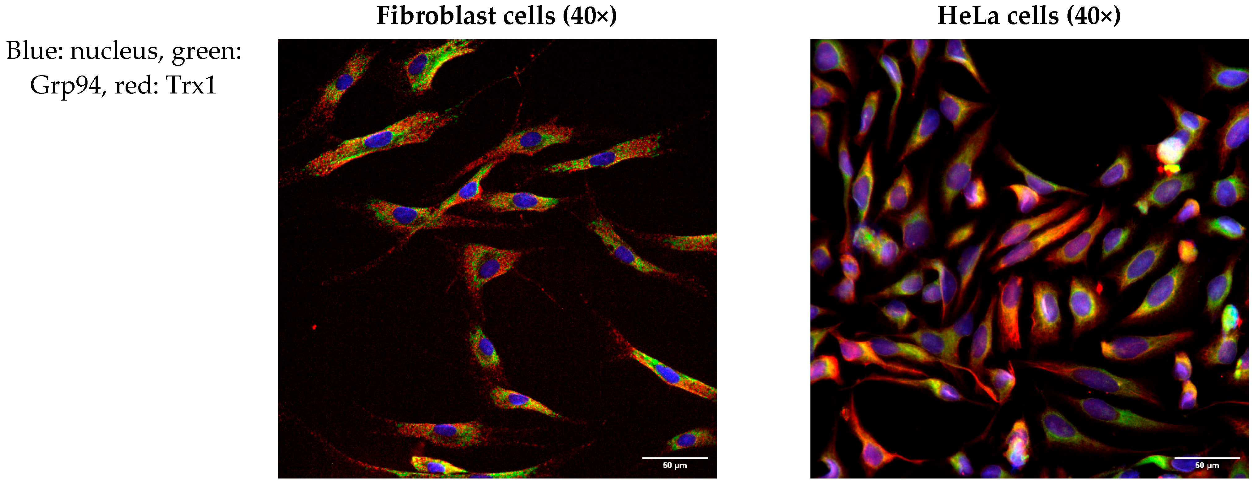 Ijms 25 06647 g003a Ijms 25 06647 g003a