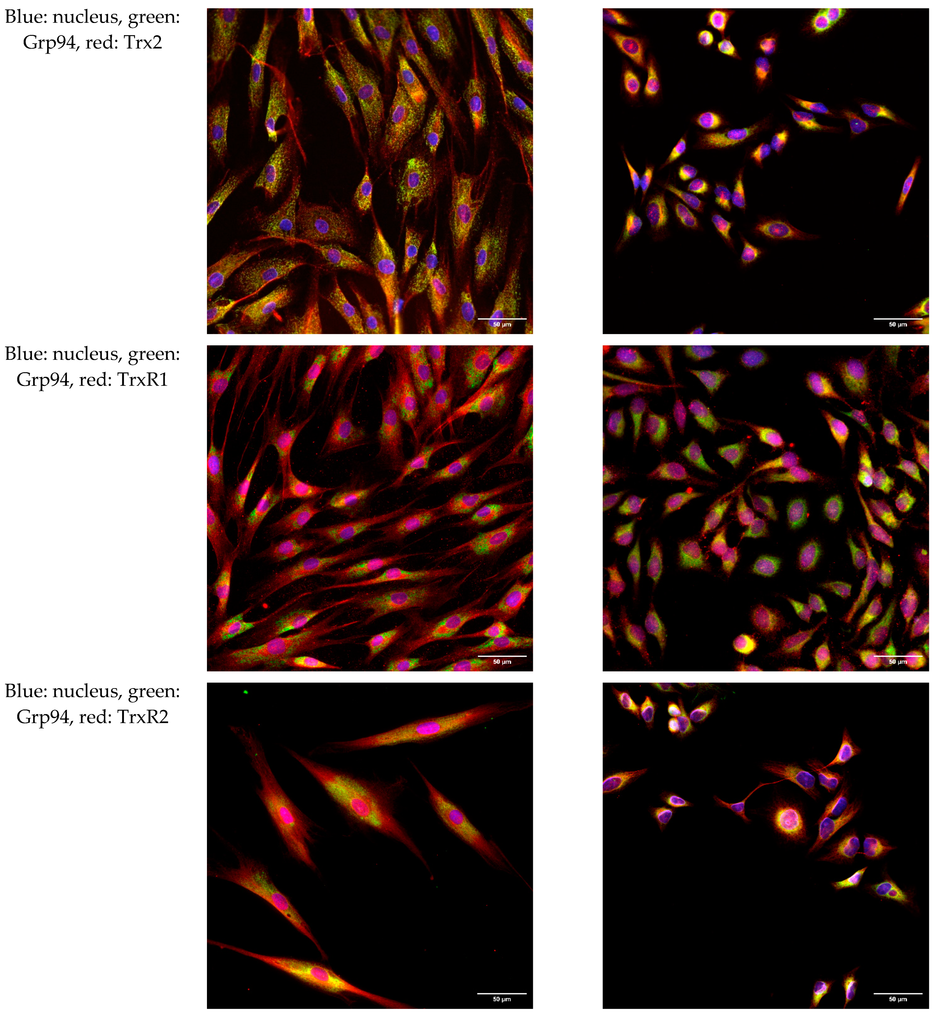 Ijms 25 06647 g003b Ijms 25 06647 g003b