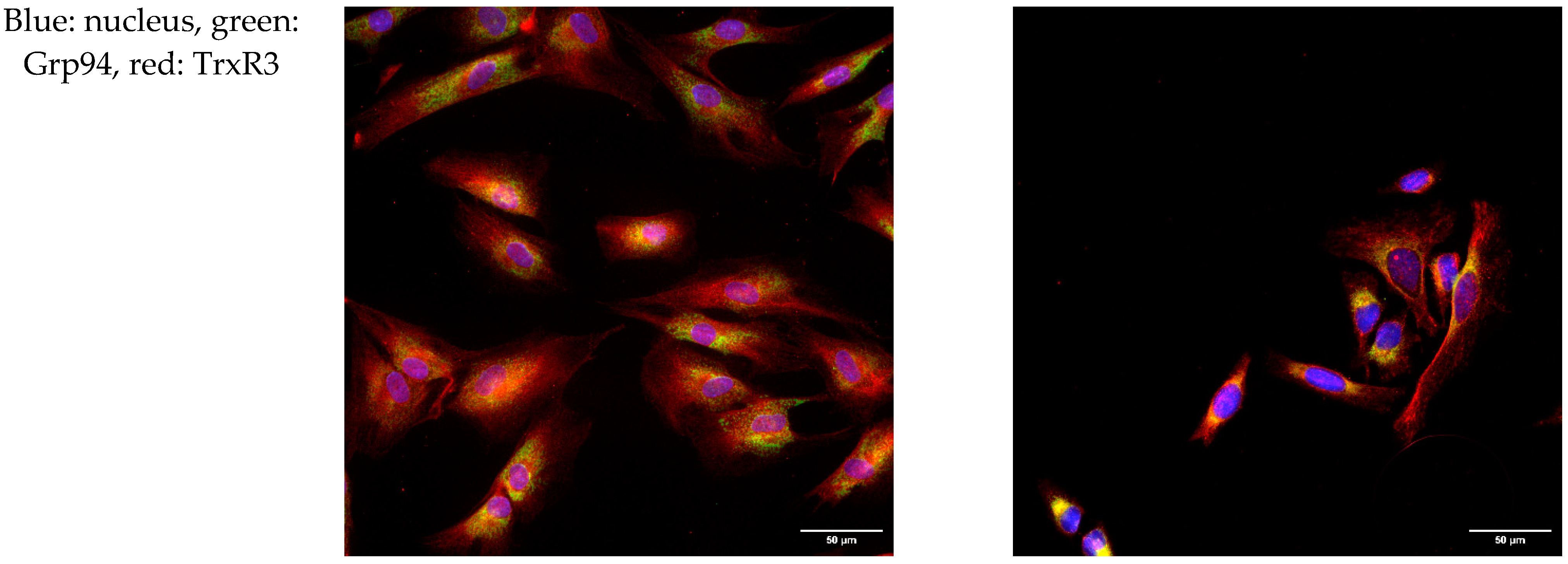 Ijms 25 06647 g003c Ijms 25 06647 g003c