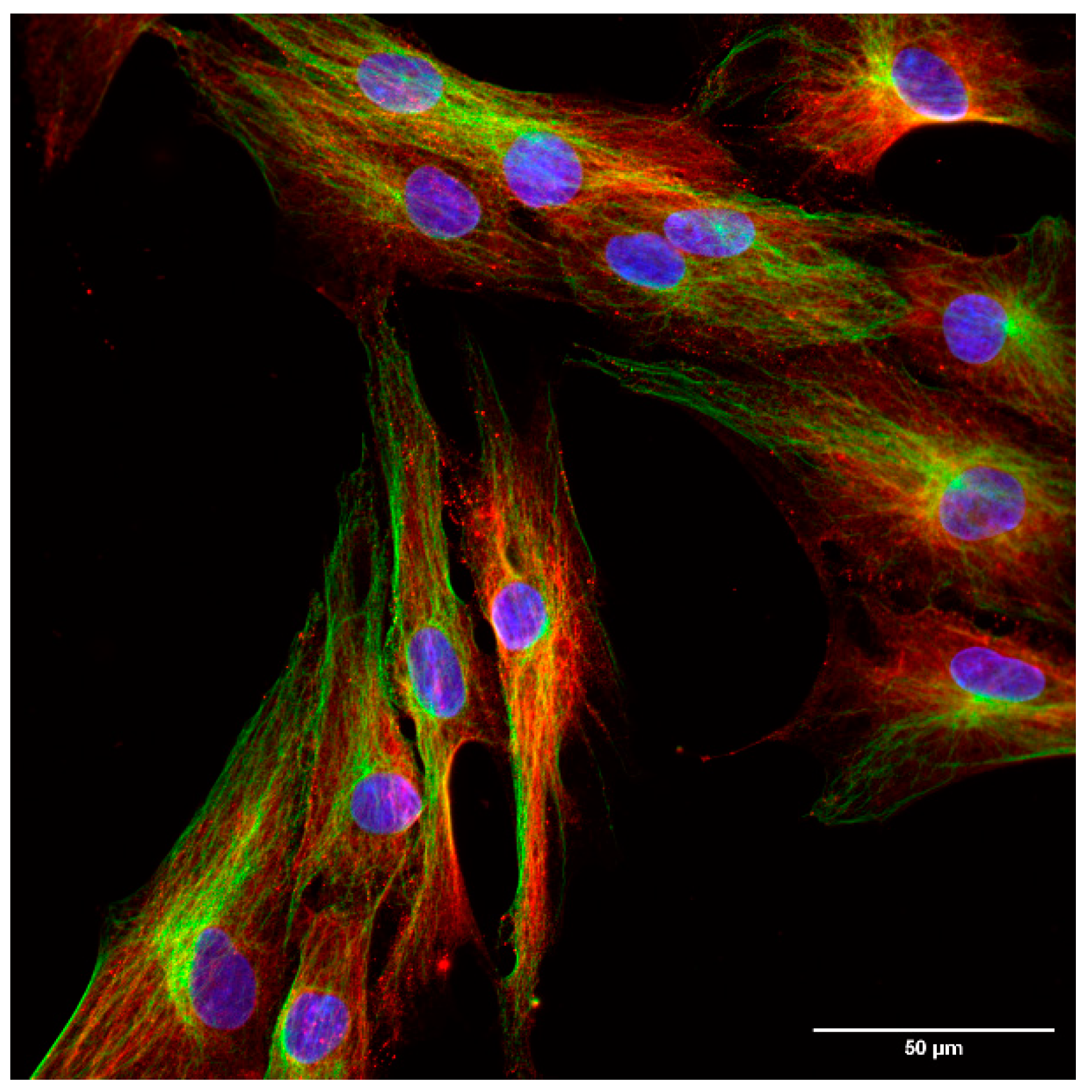 Ijms 25 06647 g005 Ijms 25 06647 g005